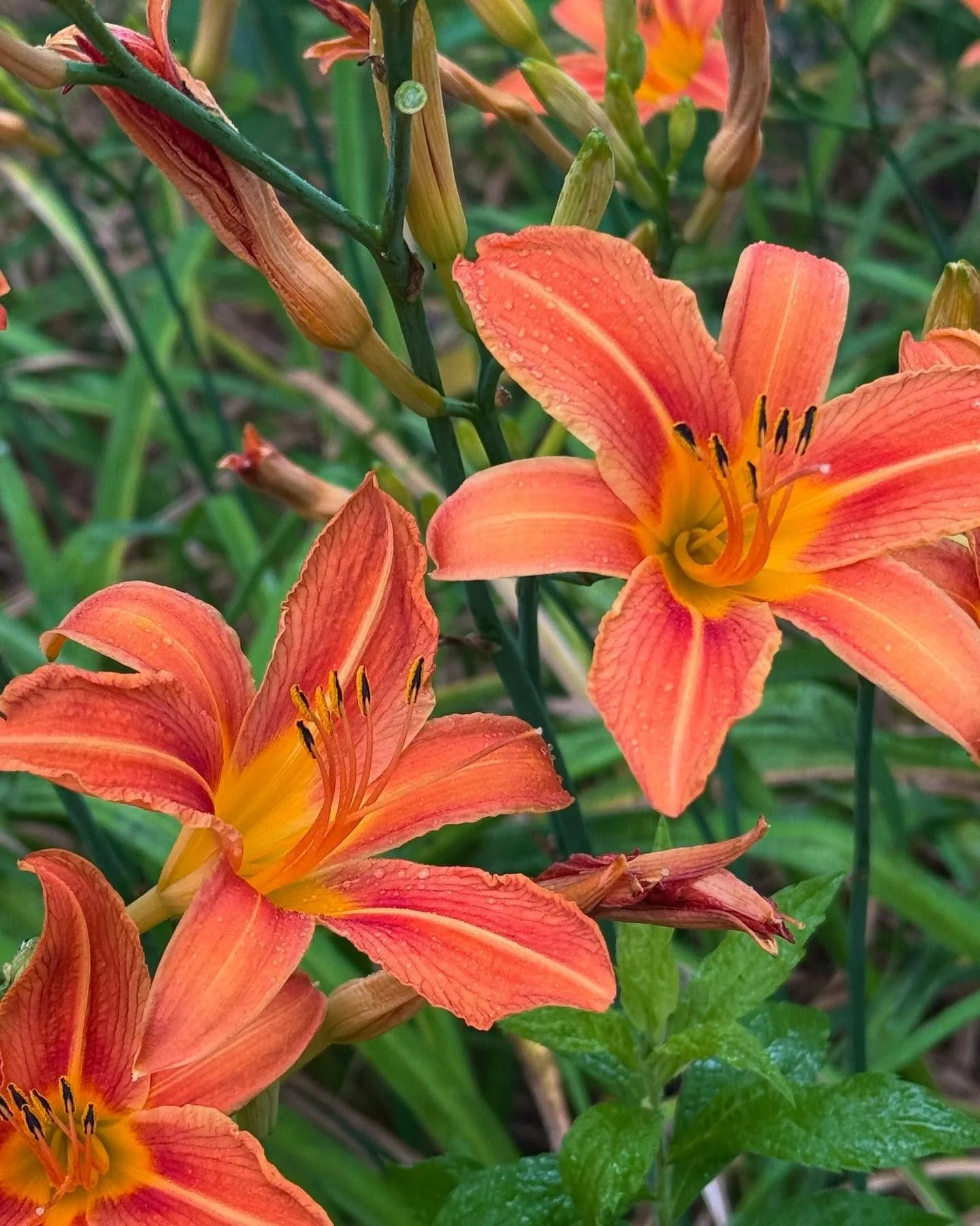 Tiger lillies are my favorite flower I think