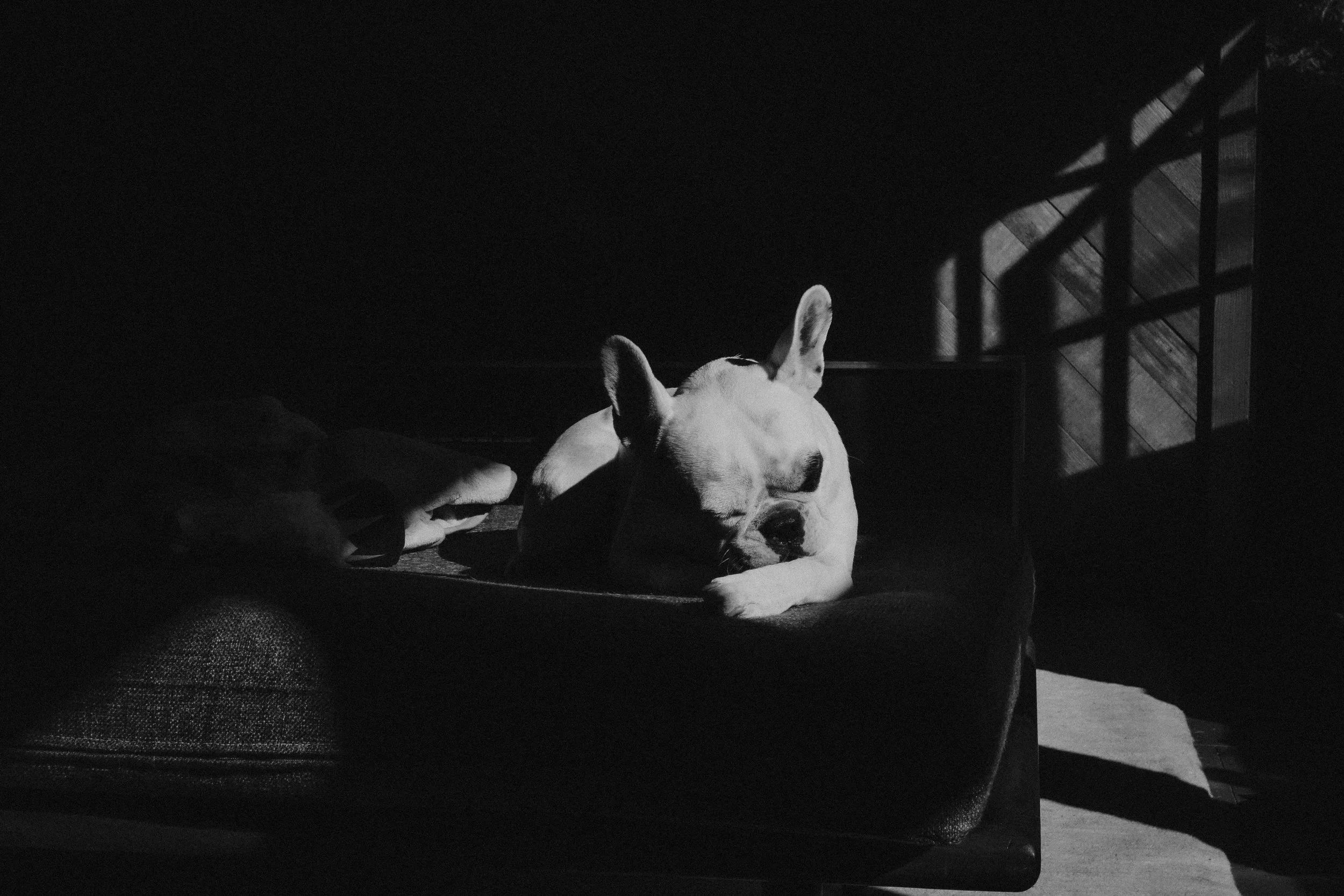 A sleeping French Bulldog dog resting on a cushion in a dimly lit room, with sunlight casting shadows through a window.