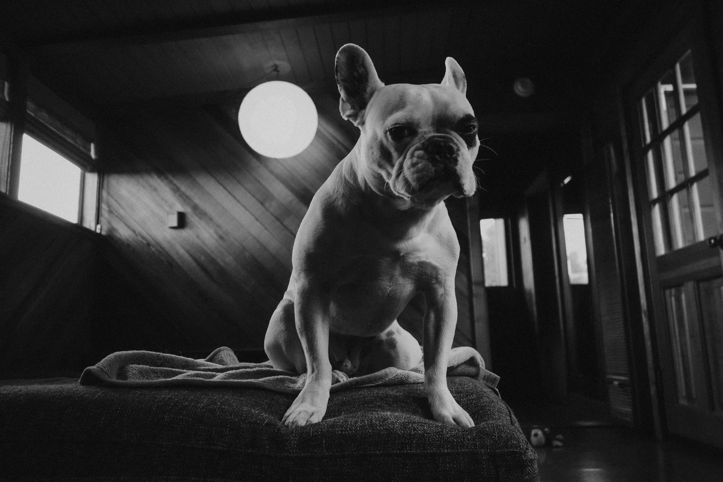 A French Bulldog sitting on a cushion indoors, with a wooden wall and windows in the background, lit by a hanging lamp.