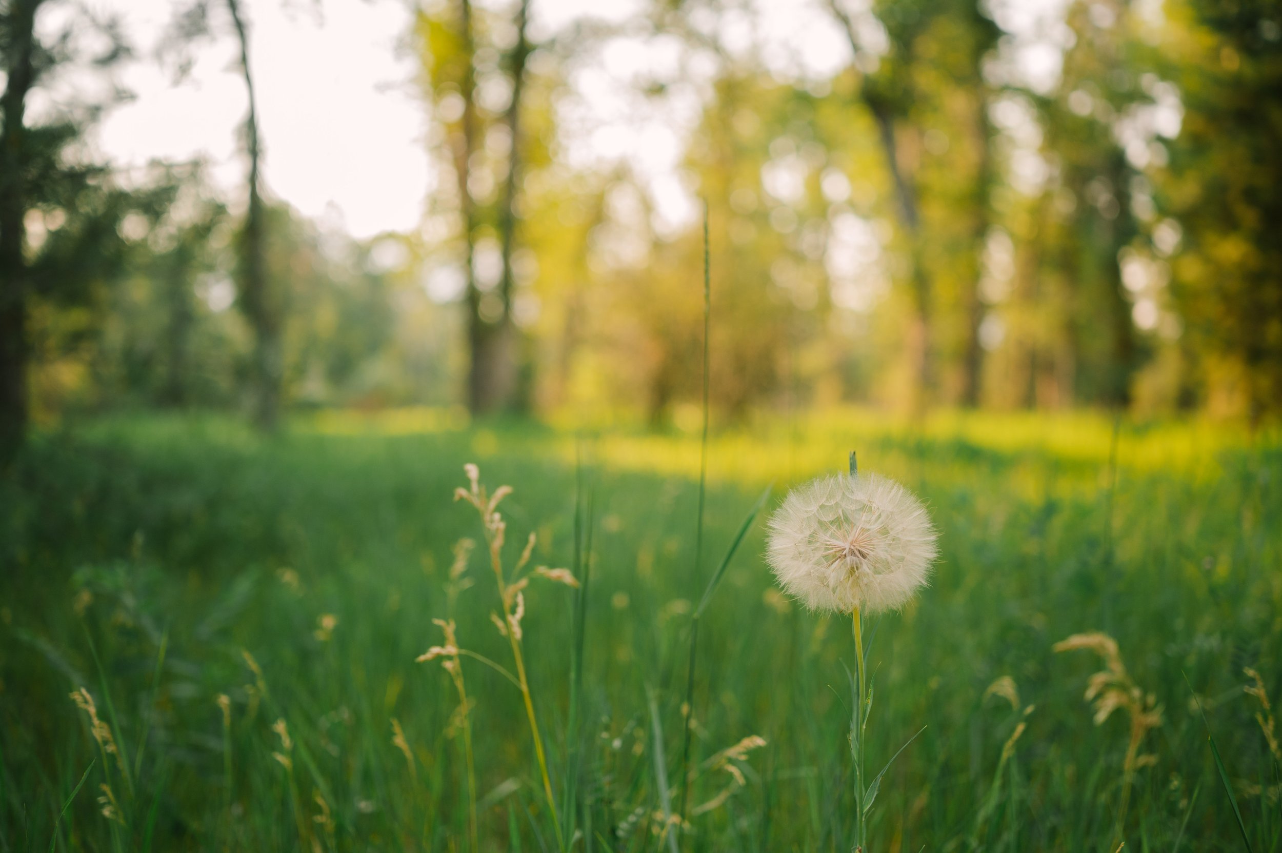 A dandelion seed head in the foreground with a blurred background of trees and greenery in a sunny outdoor setting.