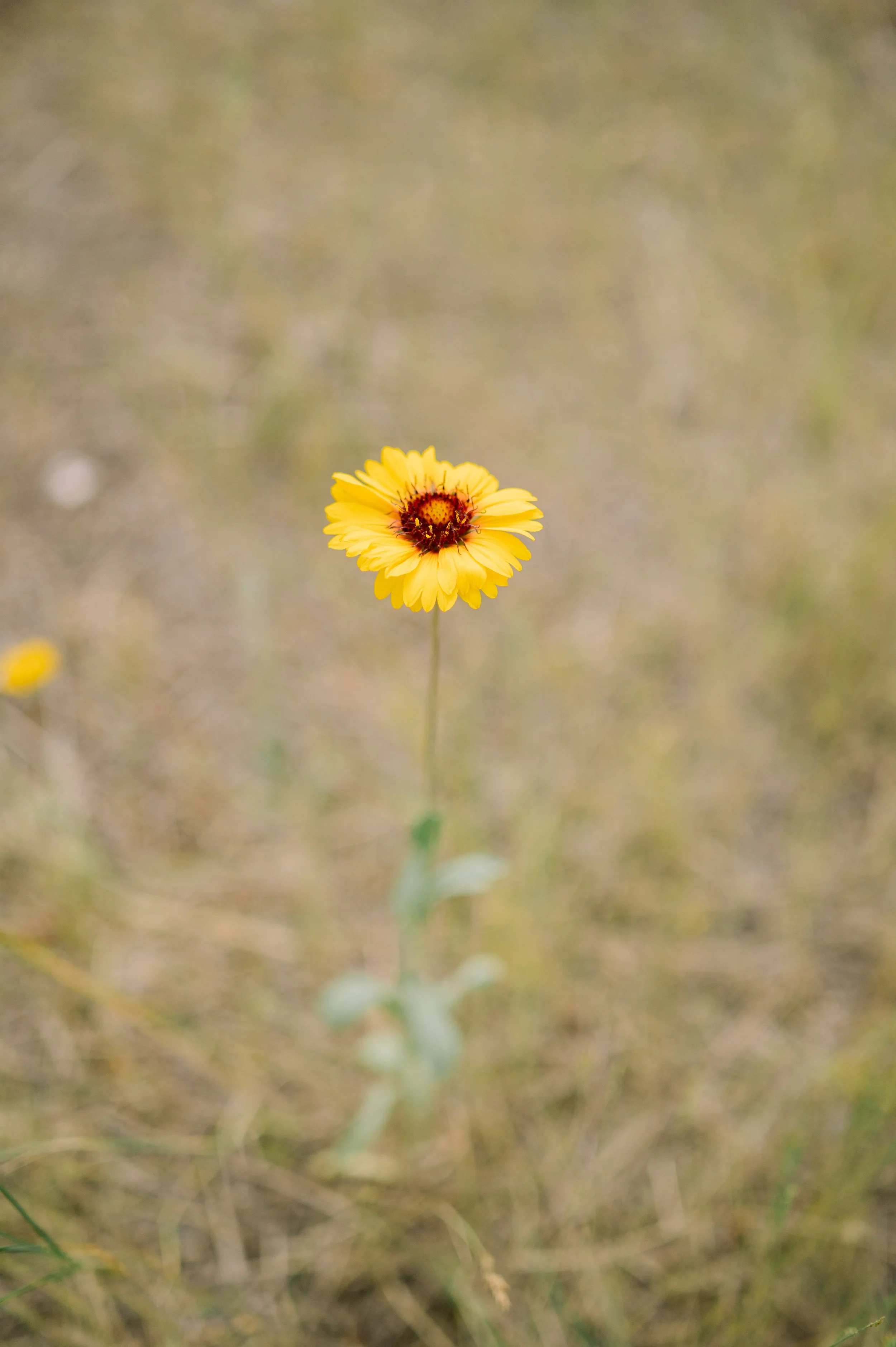 A single yellow flower with a dark center standing in a blurred natural background.