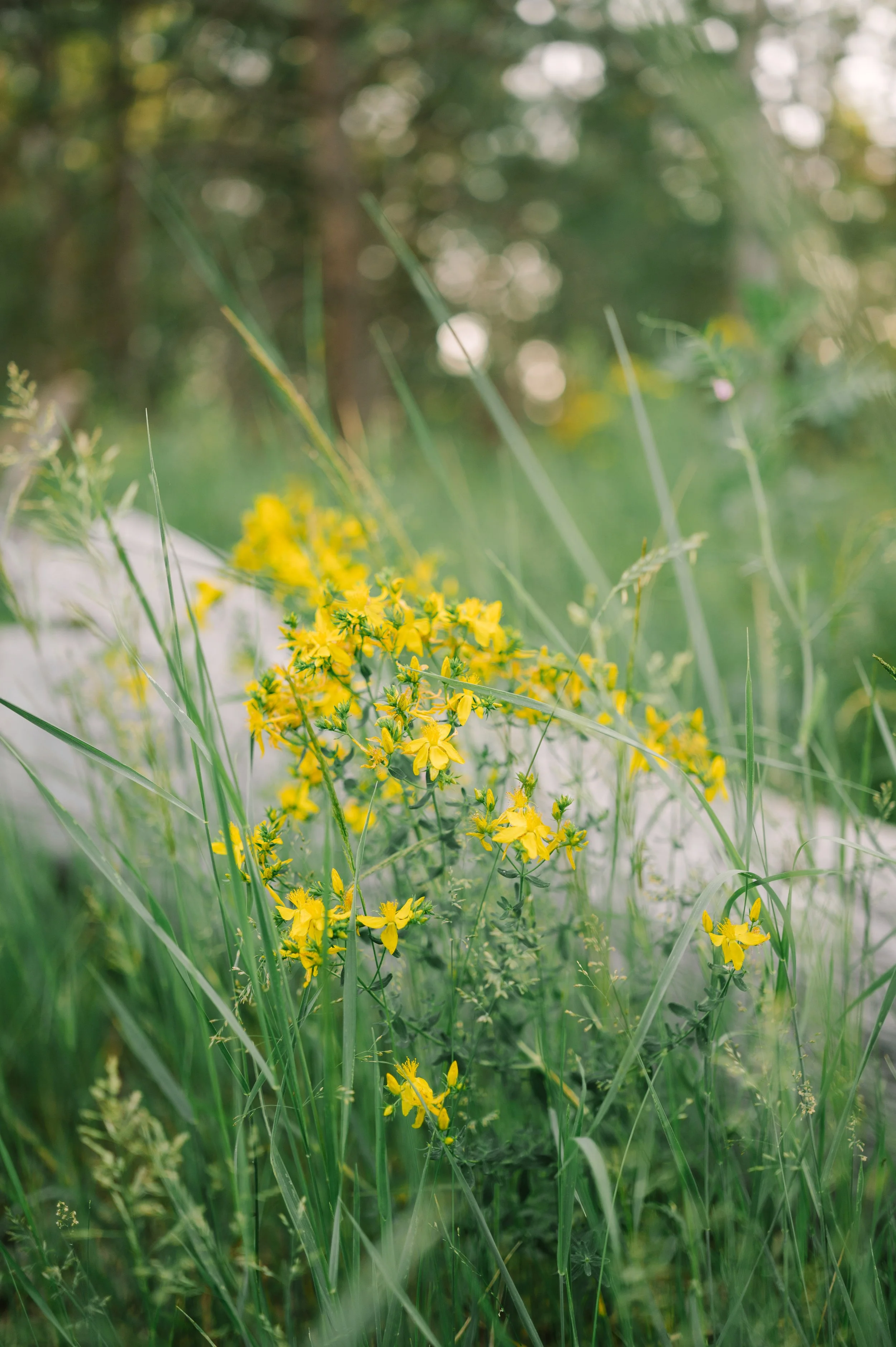 Close-up of yellow wildflowers and green grass in a natural setting with blurred trees in the background.