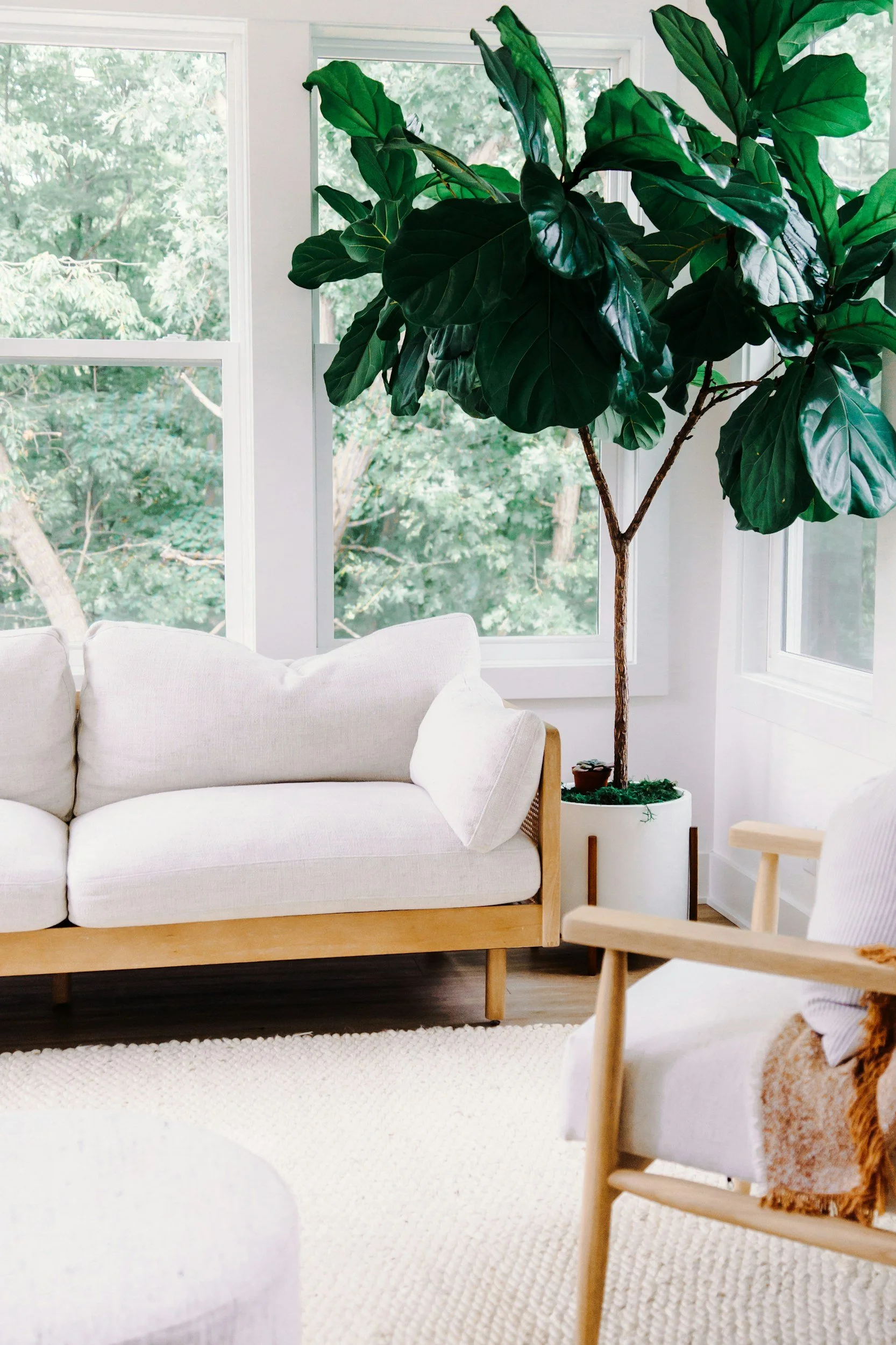 welcoming interior space with sofa, natural light, and plant representing a welcoming psychotherapy environment