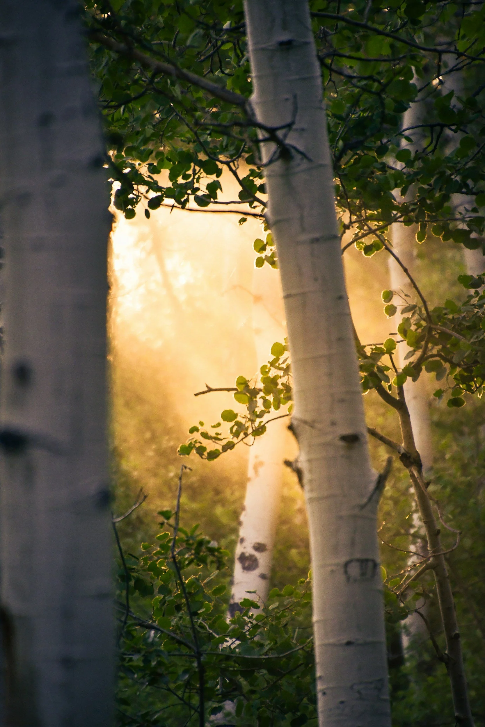 sunlight through forest trees representing clarity and direction during life transitions