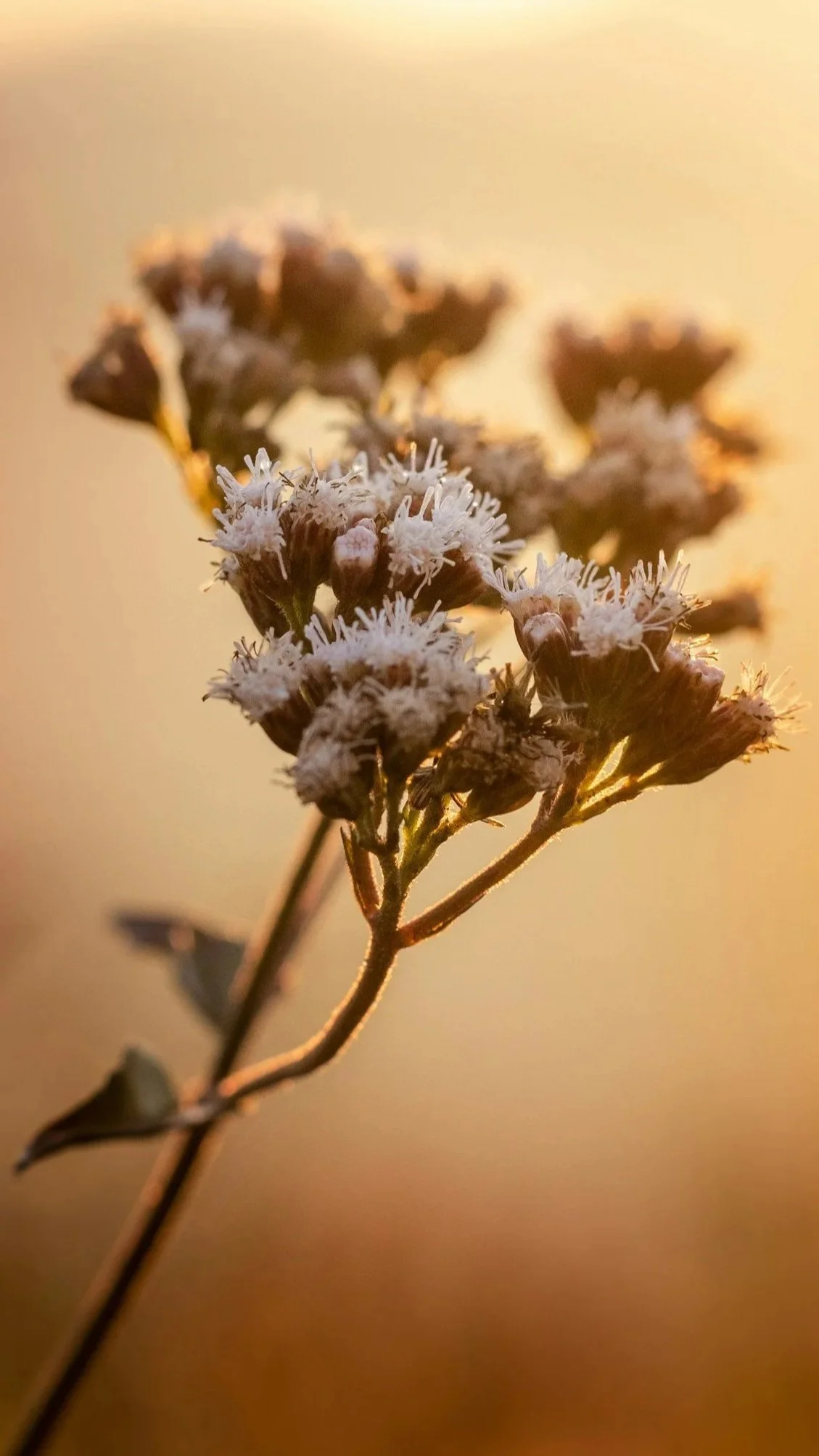 white wildflowers in warm sunlight representing growth and reflection