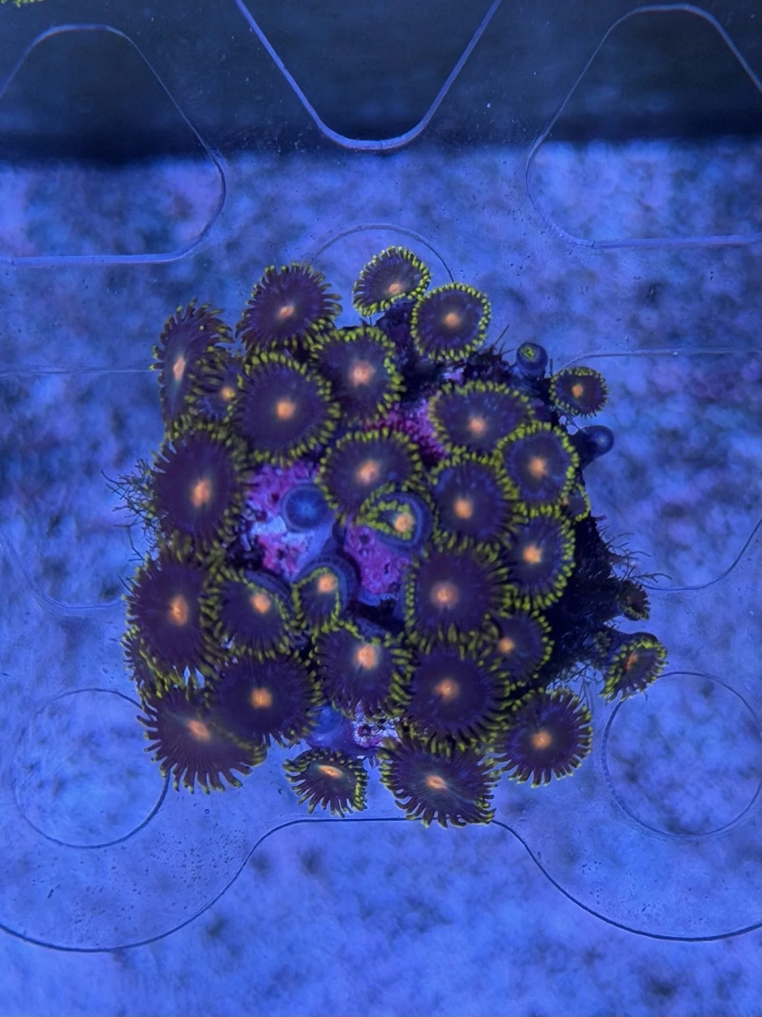Zoanthids Frag - WYSIWYG