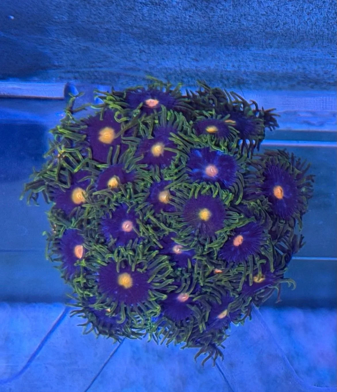 Zoanthids Frag - WYSIWYG