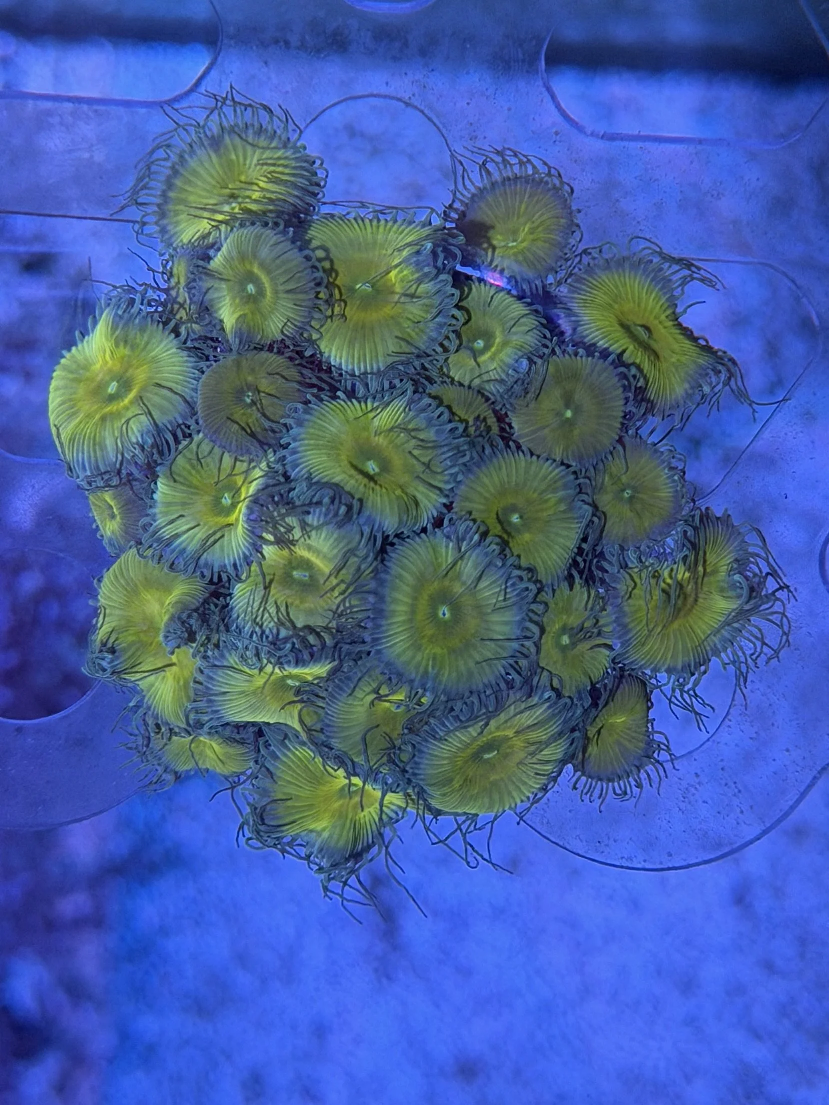 Zoanthids Frag - WYSIWYG