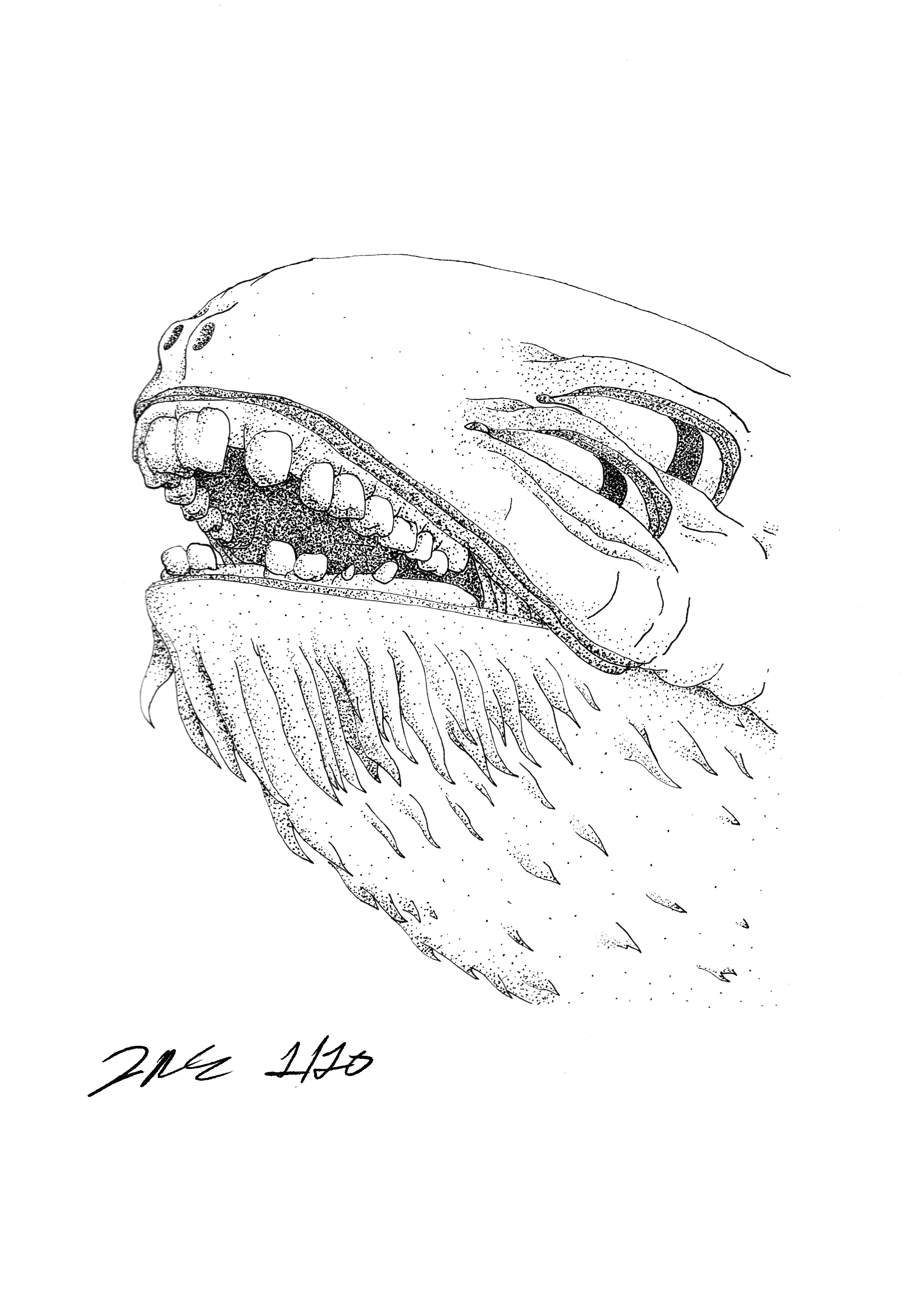 Monster Fish 8 x 10 in