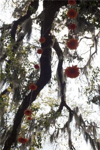 A tree with hanging orange flowers and Spanish moss draping from its branches.