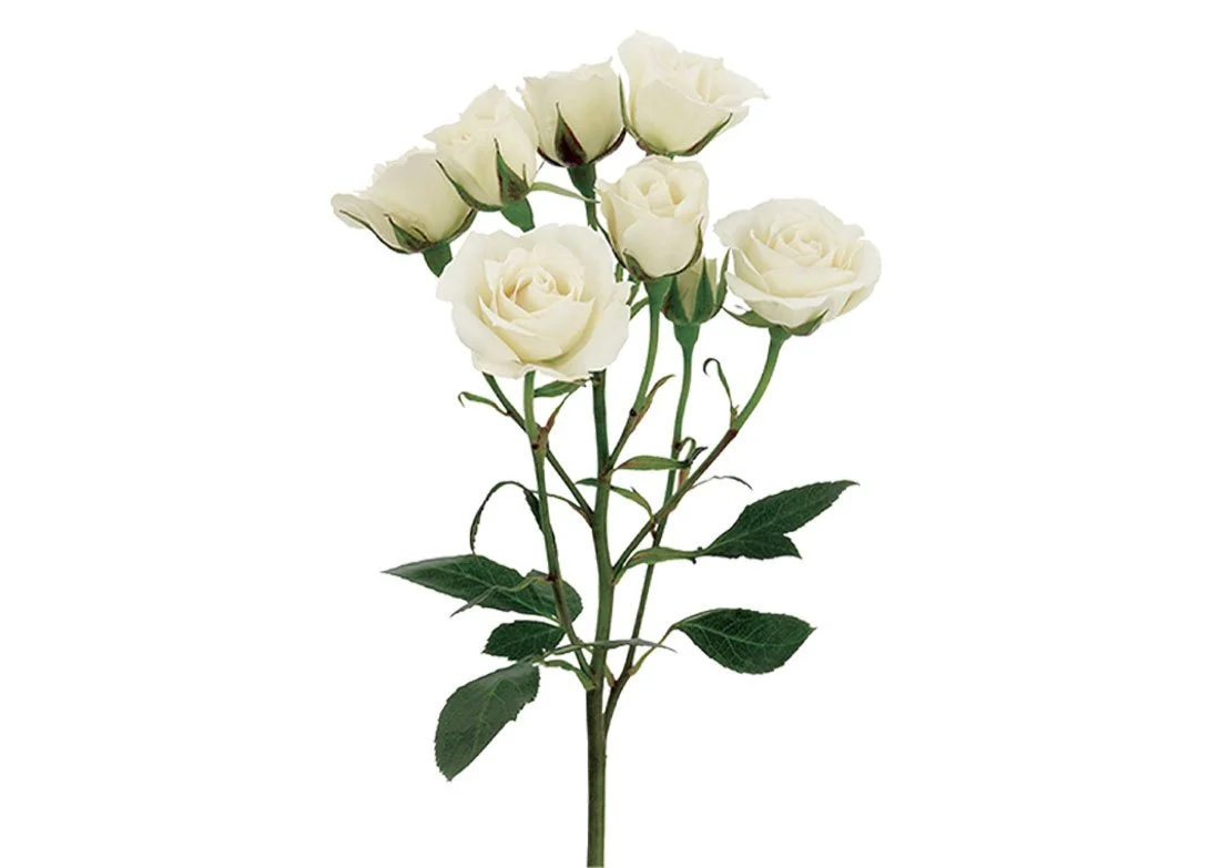 loose sprays.jpg