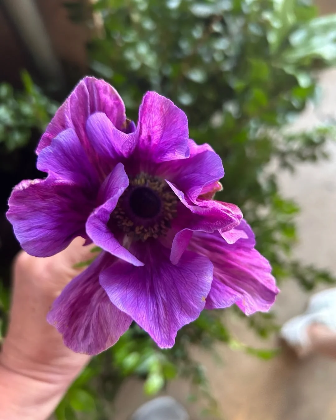 So thrilled when we get to use such beautiful locally grown blooms for our events.  That purple anemone&hellip;chefs kiss!  Thank you bittersweet flower farm for the stunning blooms!  #bittersweetflowerfarm #garailroadmuseum