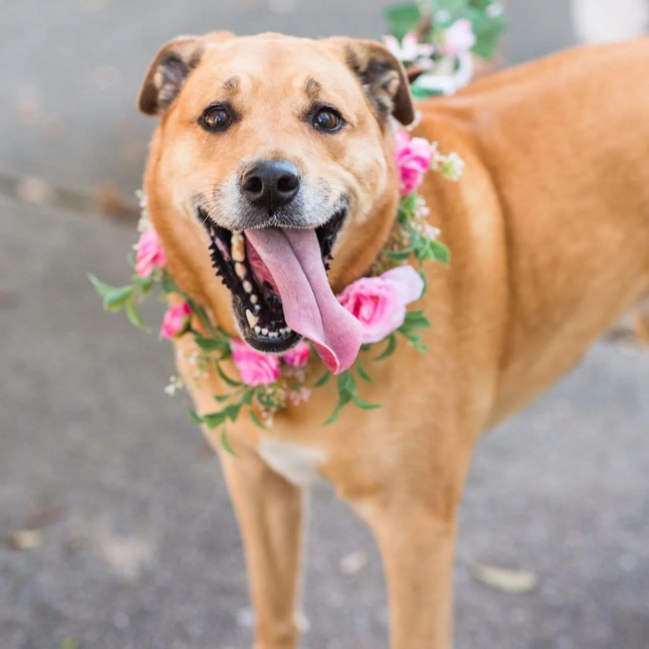 A happy brown dog with a pink tongue hanging out, wearing a pink flower collar.