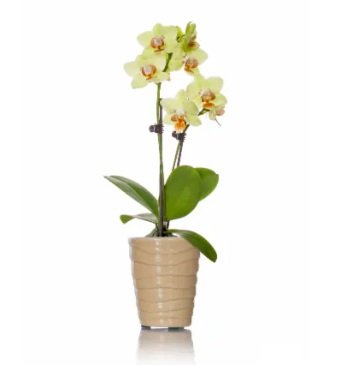 mini orchid plant.jpg