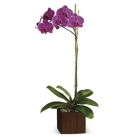Single Orchid Plant.jpg