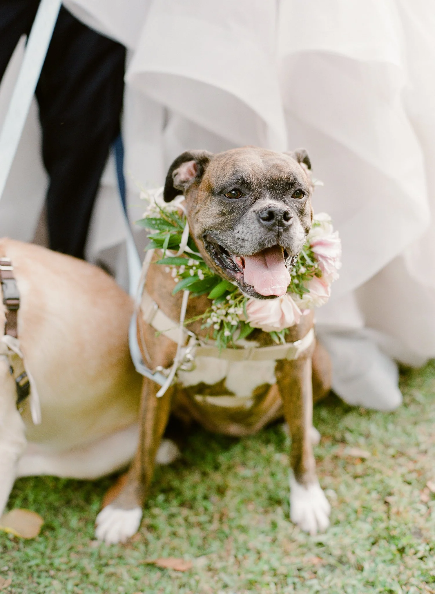 A happy brindle and white dog wearing a floral wreath around its neck, sitting on grass at a wedding or outdoor event.