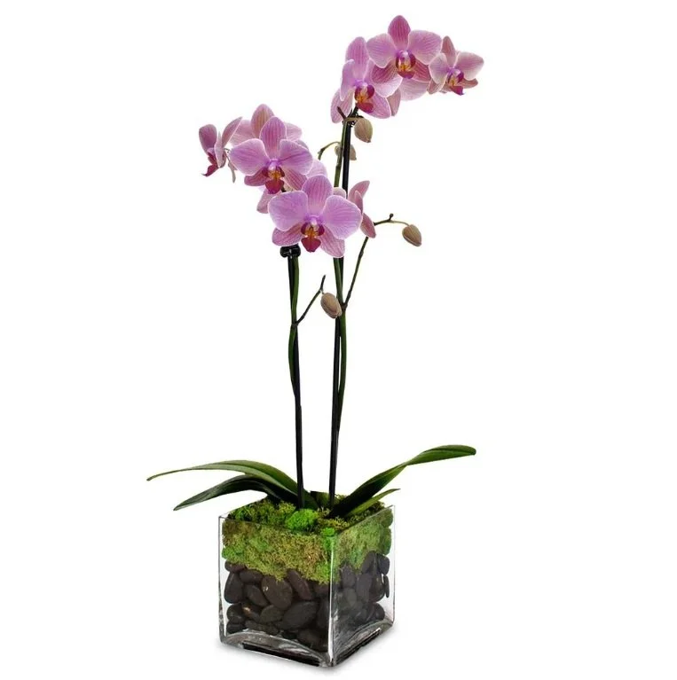 Phalaenopsis Orchid Plant