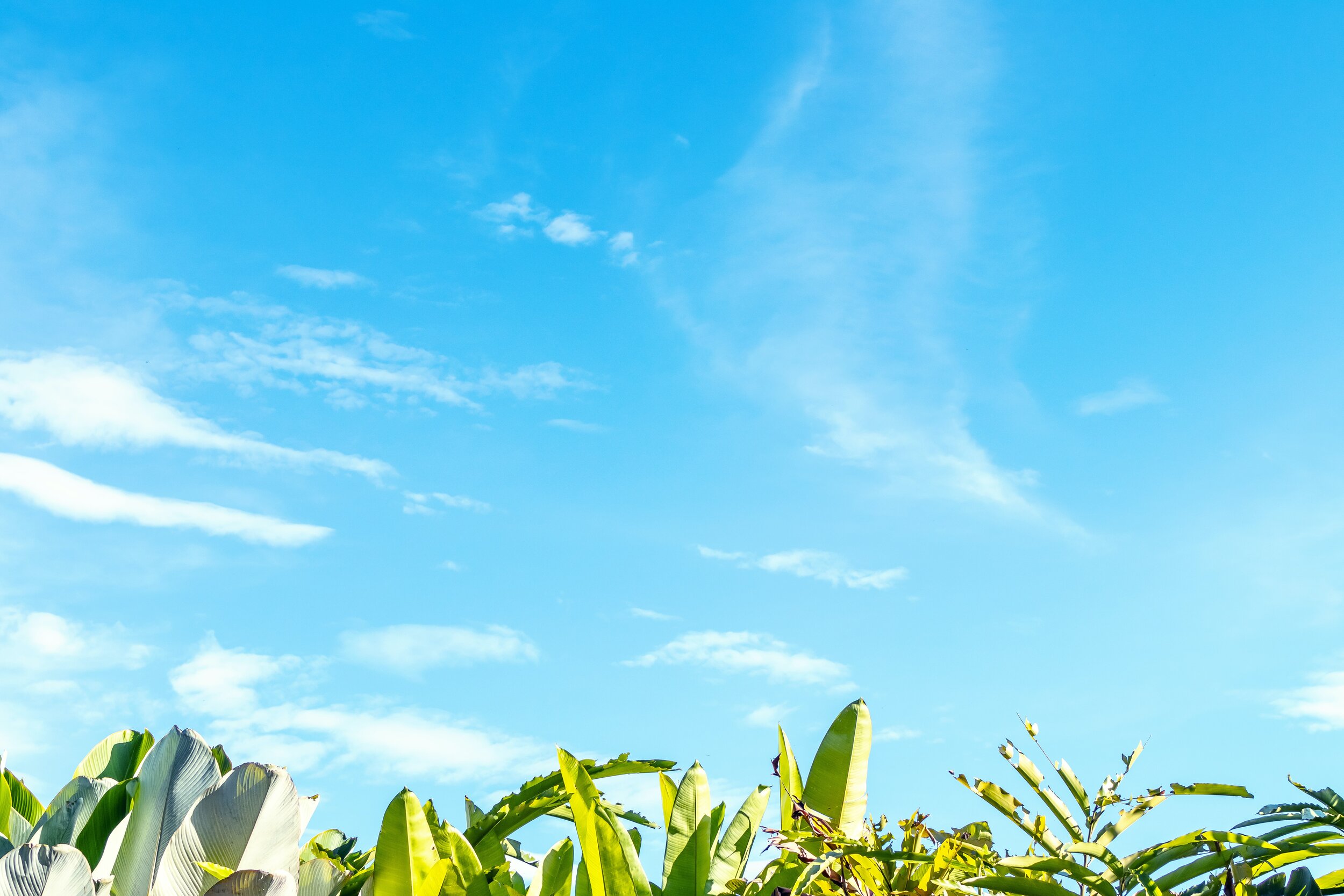 Market Update - August 17th, 2020