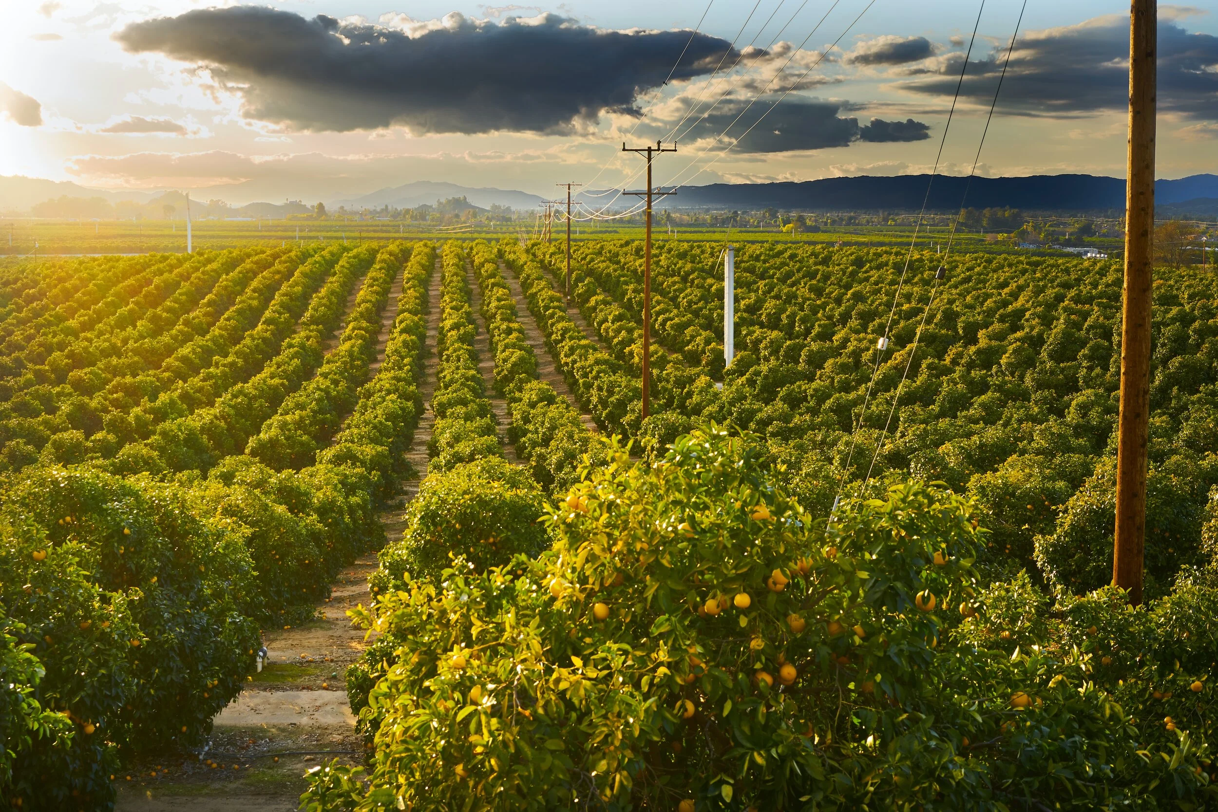 Market Update: October 5th 