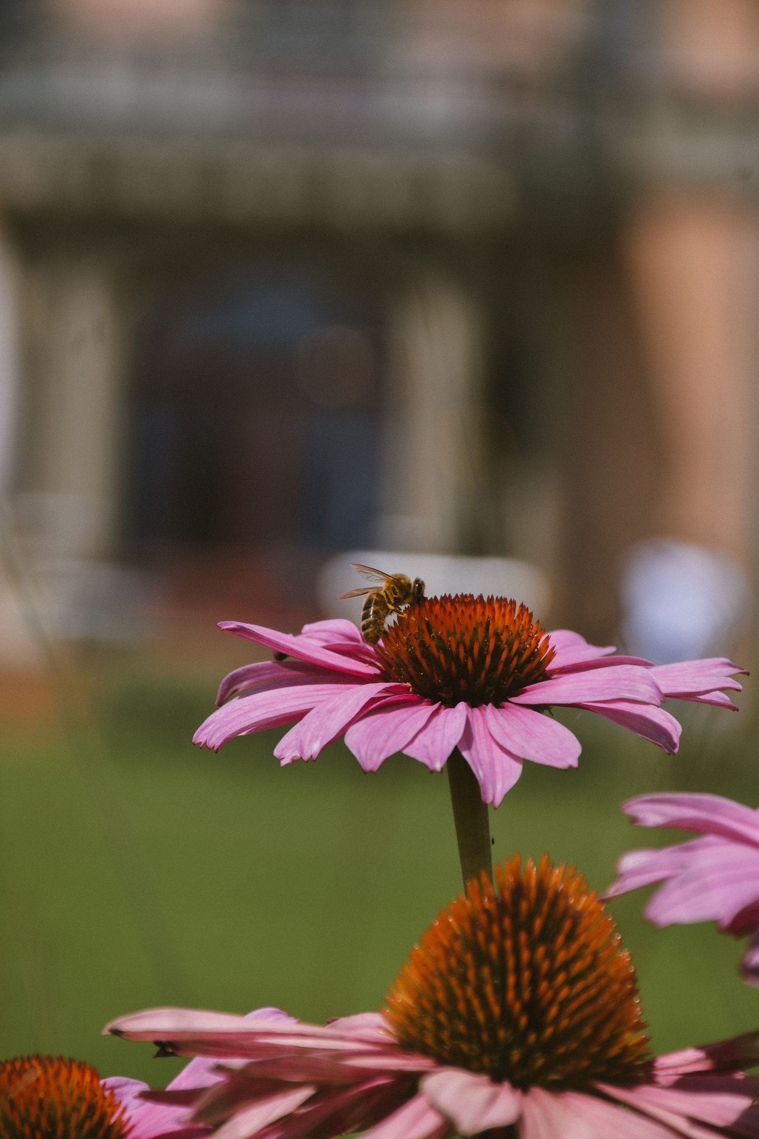 Pink coneflower with bee close up in garden