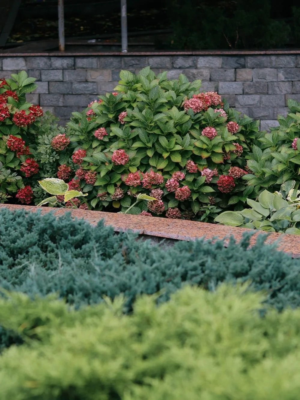 Red hydrangea shrubs against stone wall
