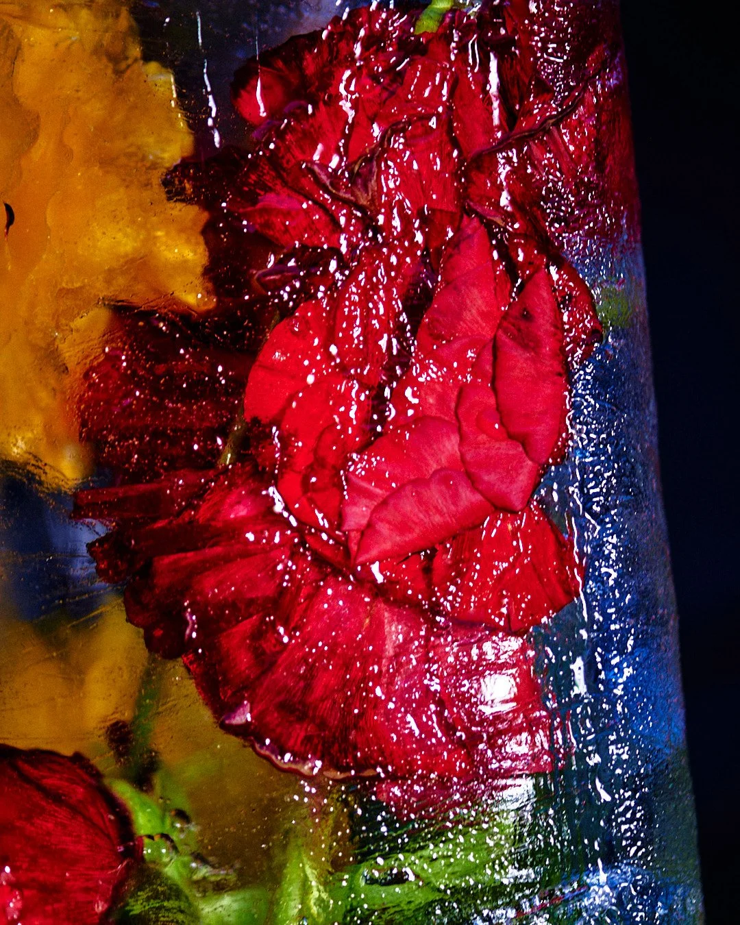 Close-up of red and yellow flowers submerged in water, with bubbles on the surface.