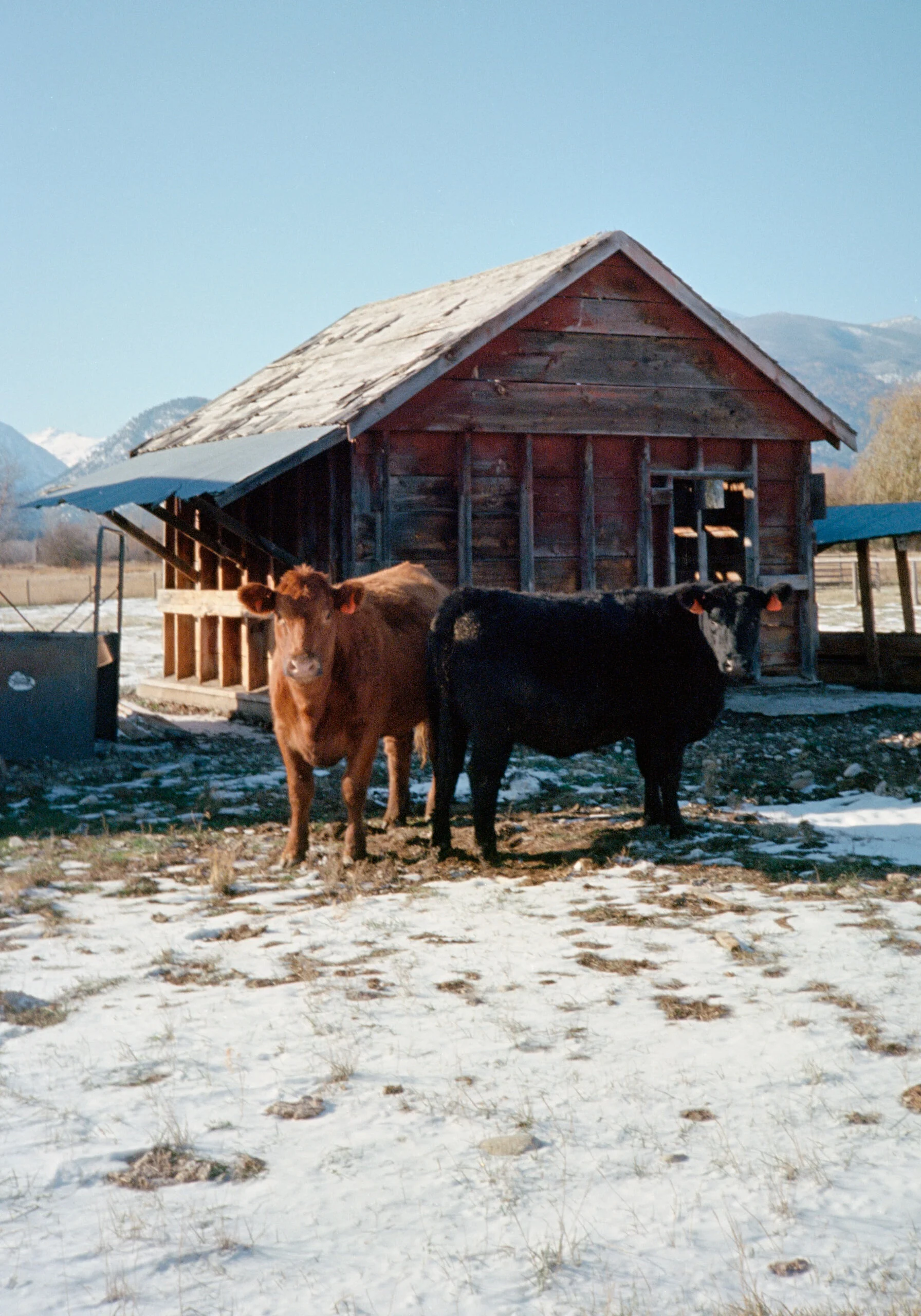 Two calves, one brown and one black, standing outside in a snowy field in front of a weathered wooden barn with mountains in the background.