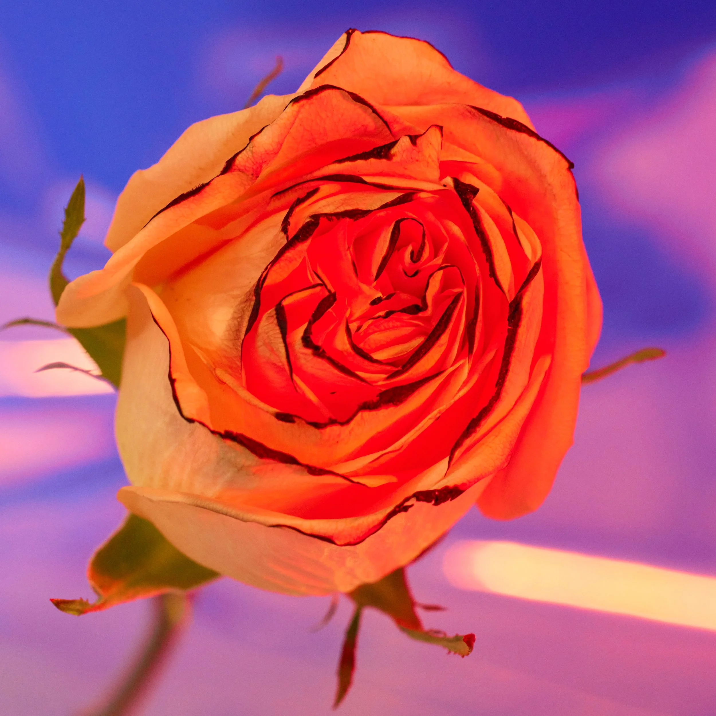 Close-up of a pink-orange rose with black-edged petals against a colorful sky background.