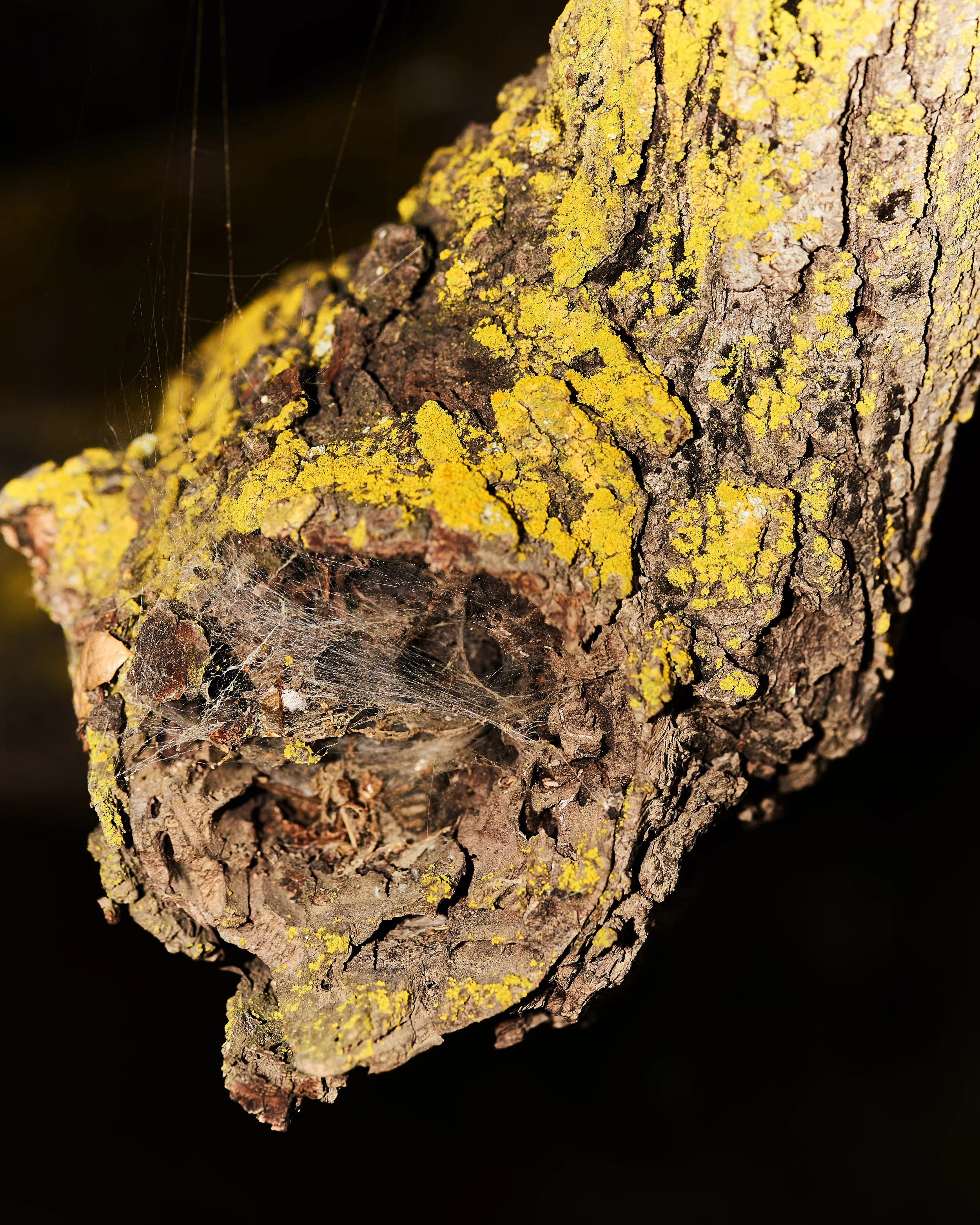 Close-up of a tree branch with yellow lichen, a small spider web, and a hidden spider near the branch's end, against a black background.