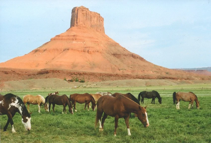 Horses grazing on green grass in front of a large, flat-topped red sandstone formation in a desert landscape.
