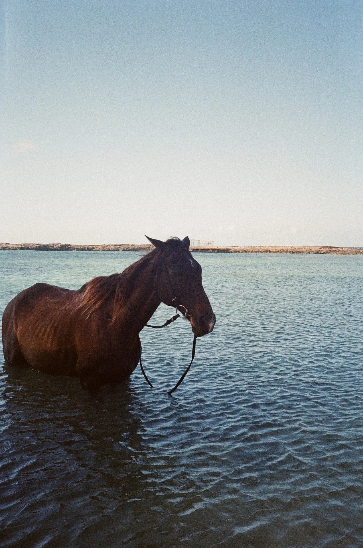 A brown horse standing in the water with a leash, against a background of a clear sky and a shoreline.