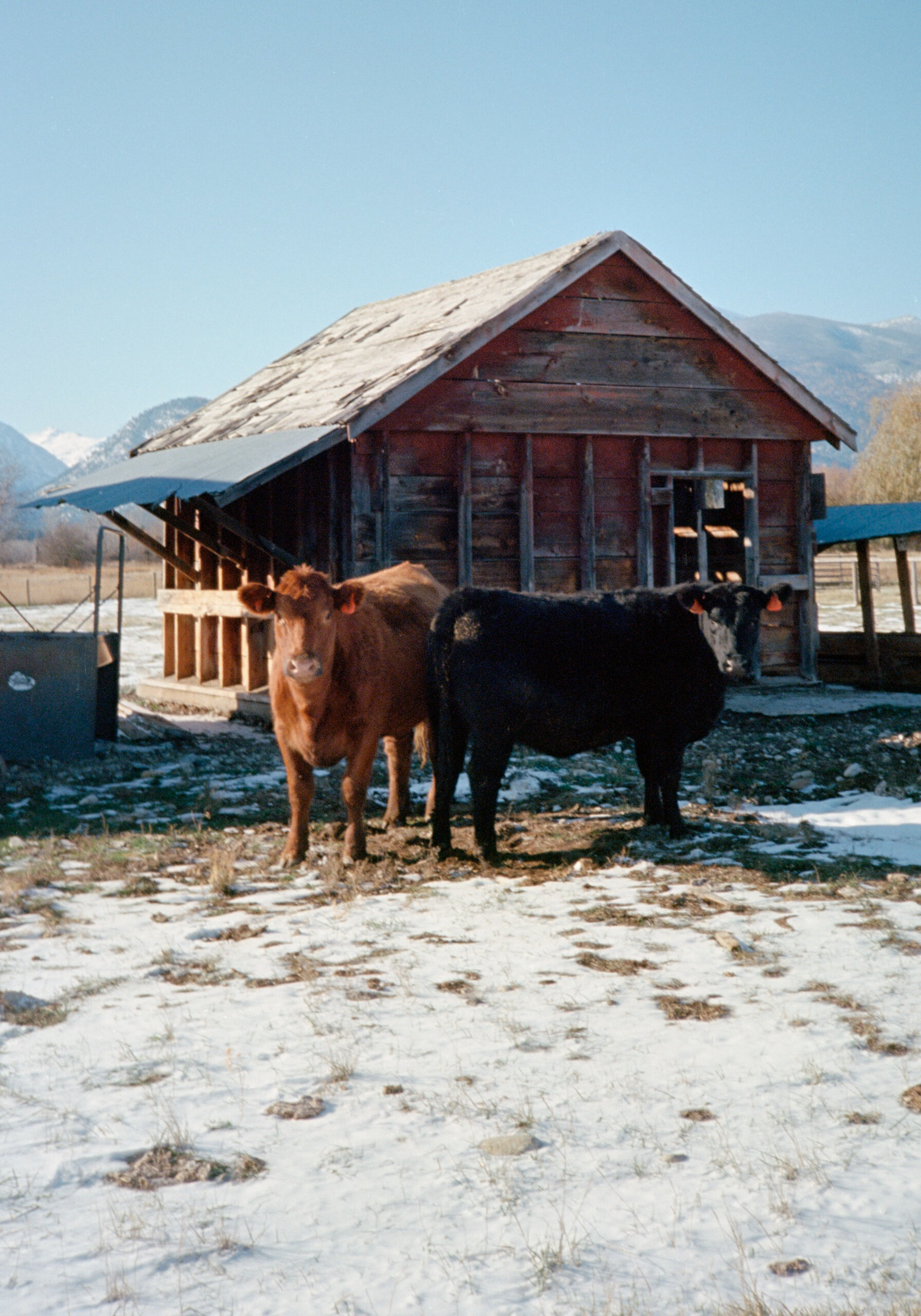 A brown cow and a black calf standing outdoors in front of a wooden barn with mountains in the background on a snowy day.