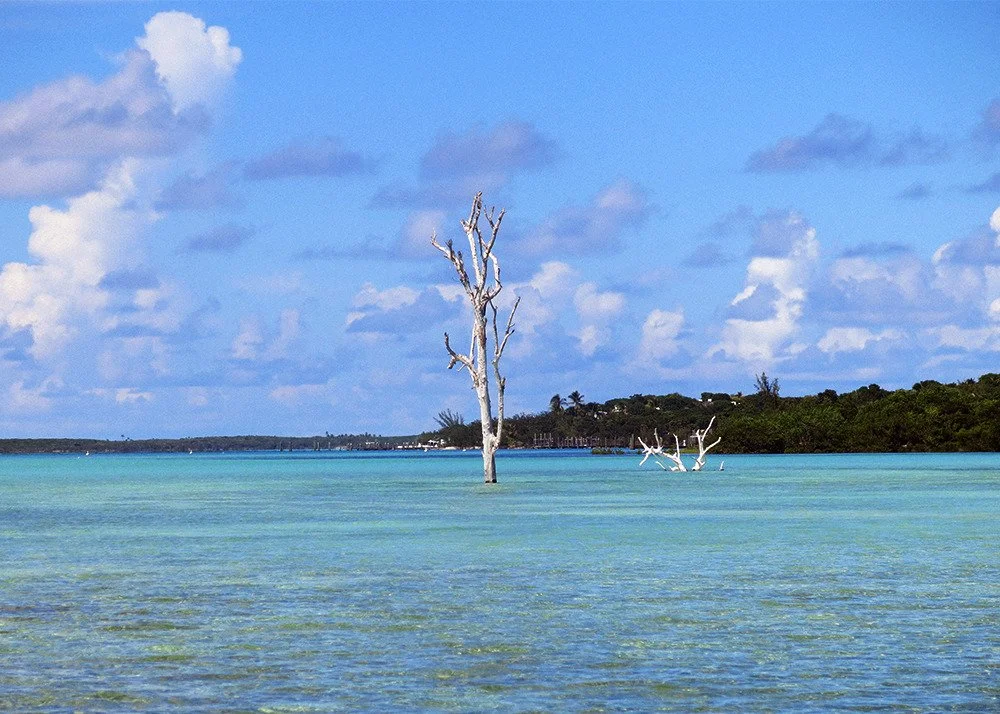 Two leafless trees stand in shallow, turquoise water near a distant shoreline with trees and a cloudy sky.