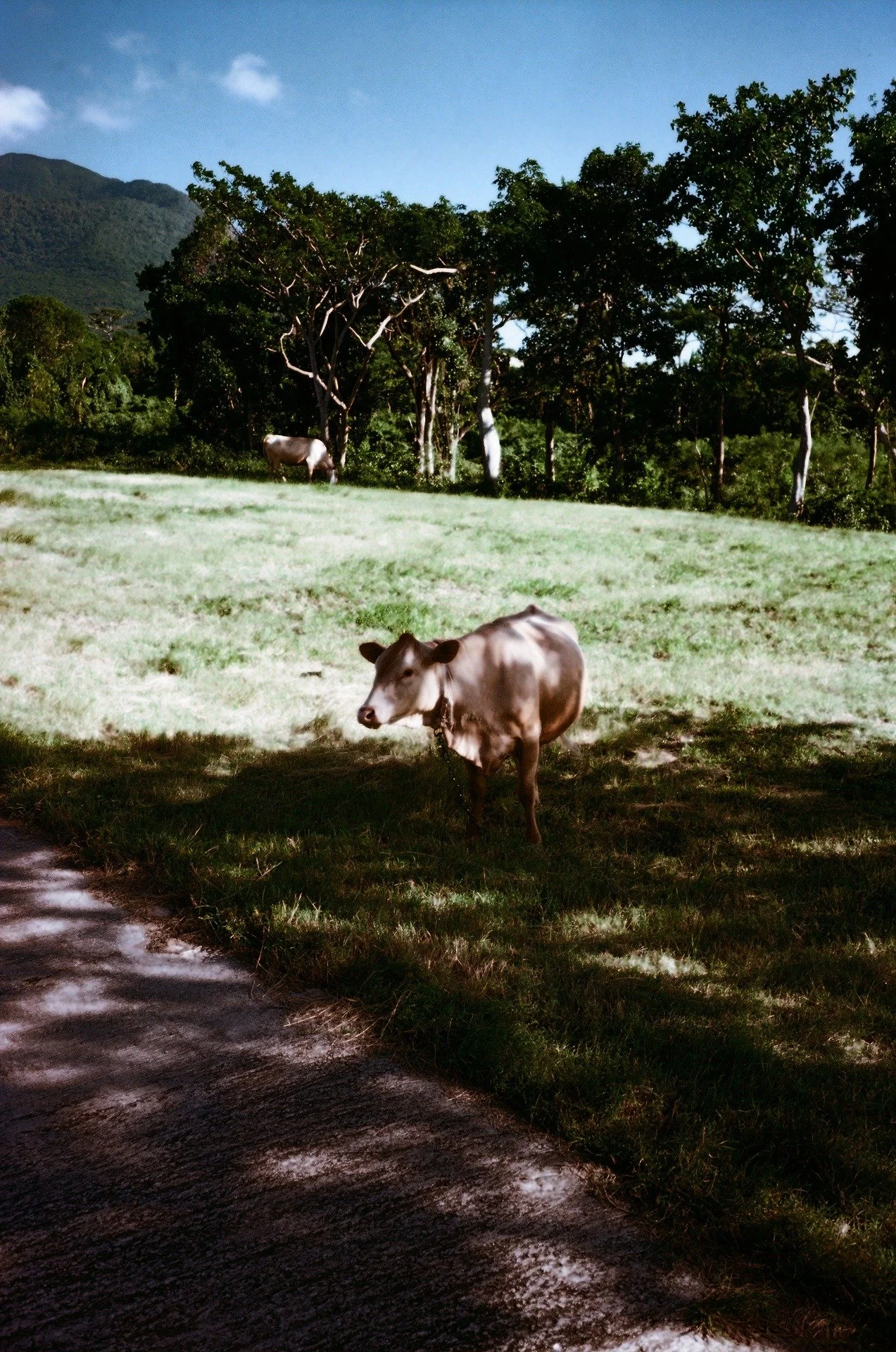A brown and white cow standing on grass near a paved path, with more cows under trees and a mountain landscape in the background.