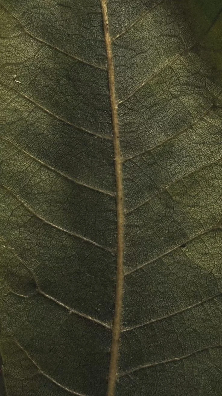 Close-up of a green leaf showing detailed vein patterns, representing sensory input and nervous system function in dysautonomia, histamine intolerance, and chronic illness.