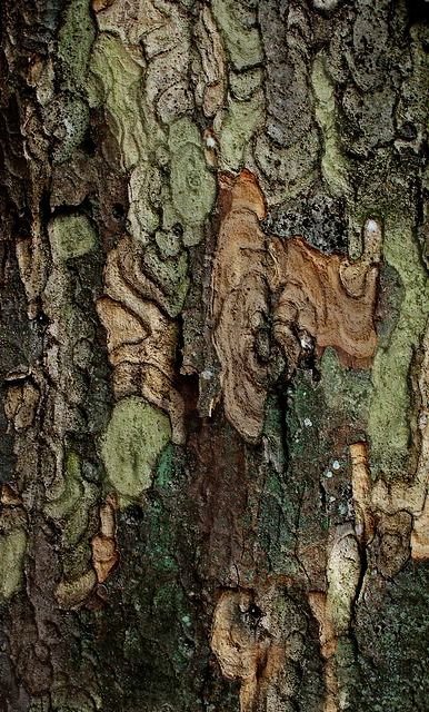 Textured tree bark with natural patterns and moss in varying shades of green and brown, symbolizing environmental stress and recovery in autoimmune conditions, Lyme disease, mold illness, and post-viral syndromes.