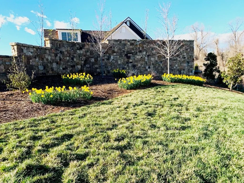 Backyard with a stone retaining wall, yellow tulips in flower beds, a grassy lawn, and leafless trees under a bright blue sky.