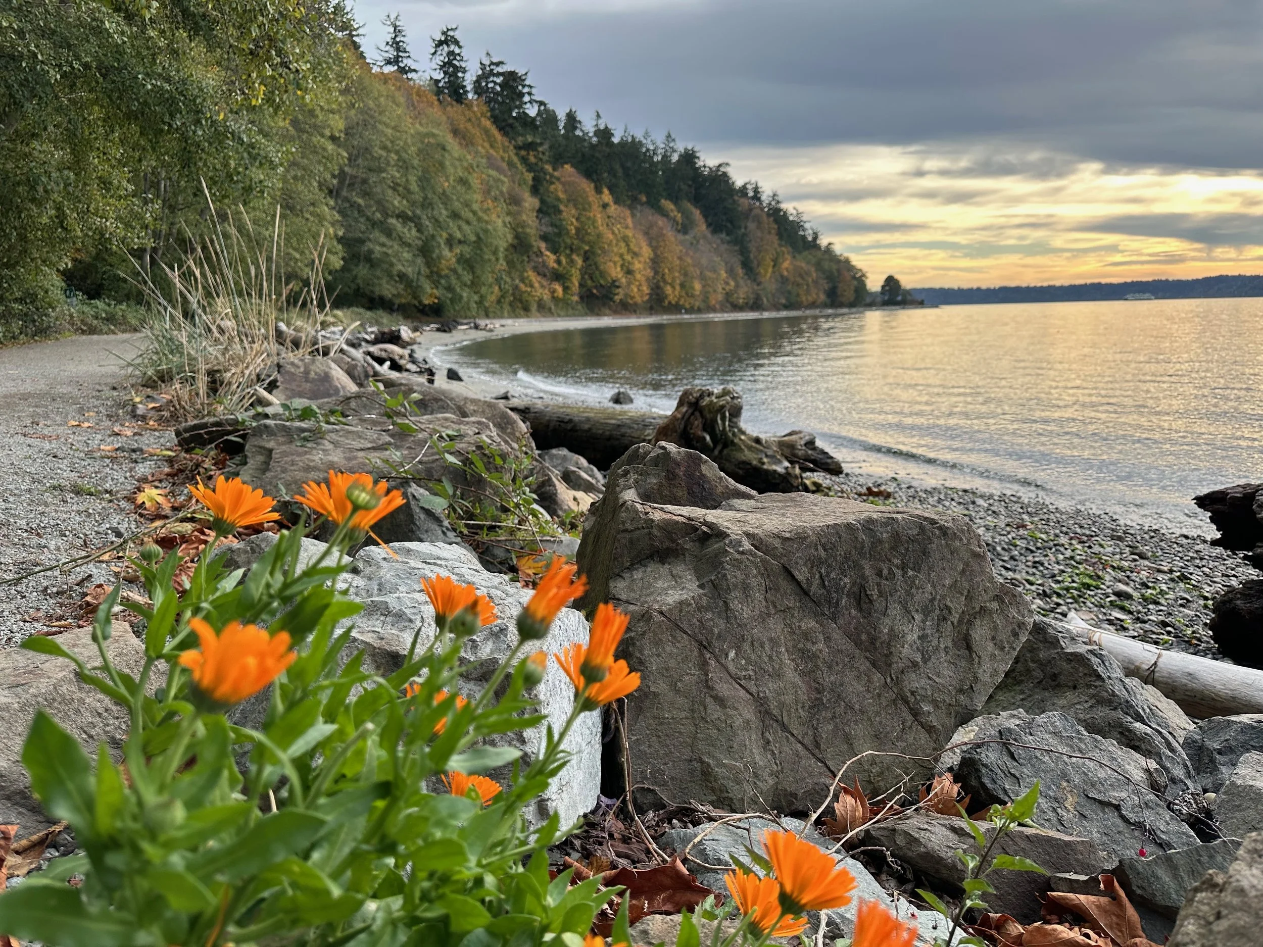 California poppies by Elliot Bay