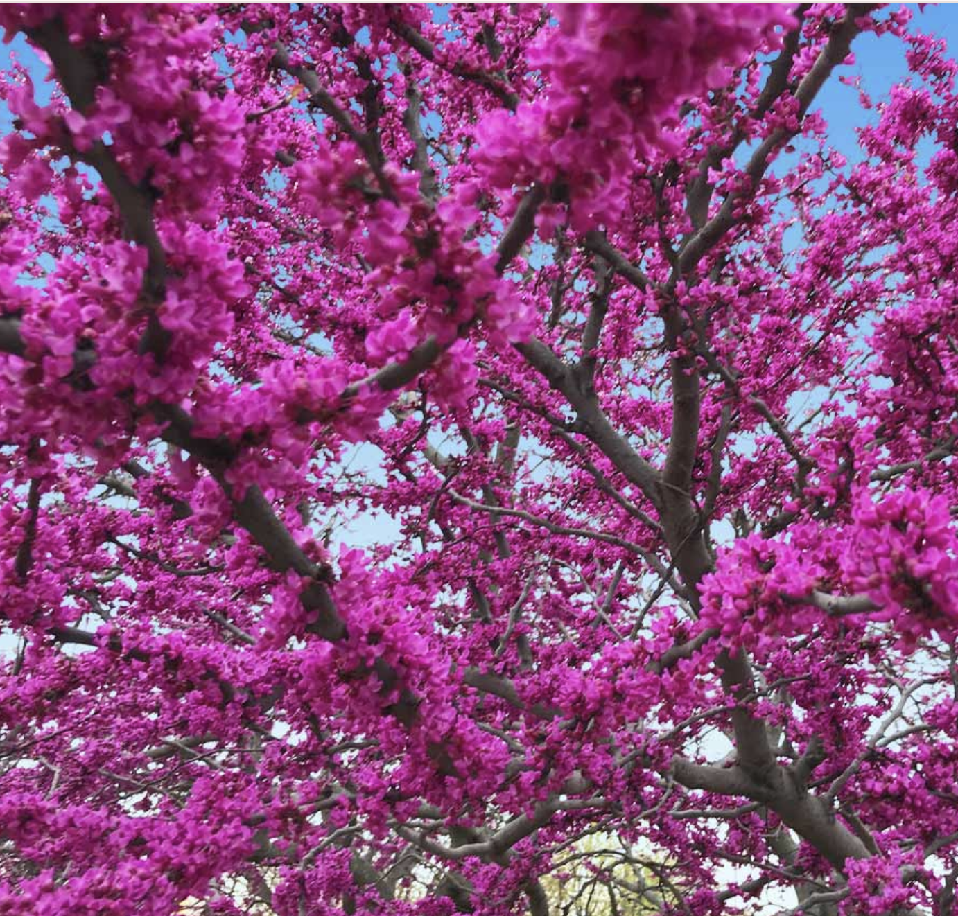 curb appeal showstoppers