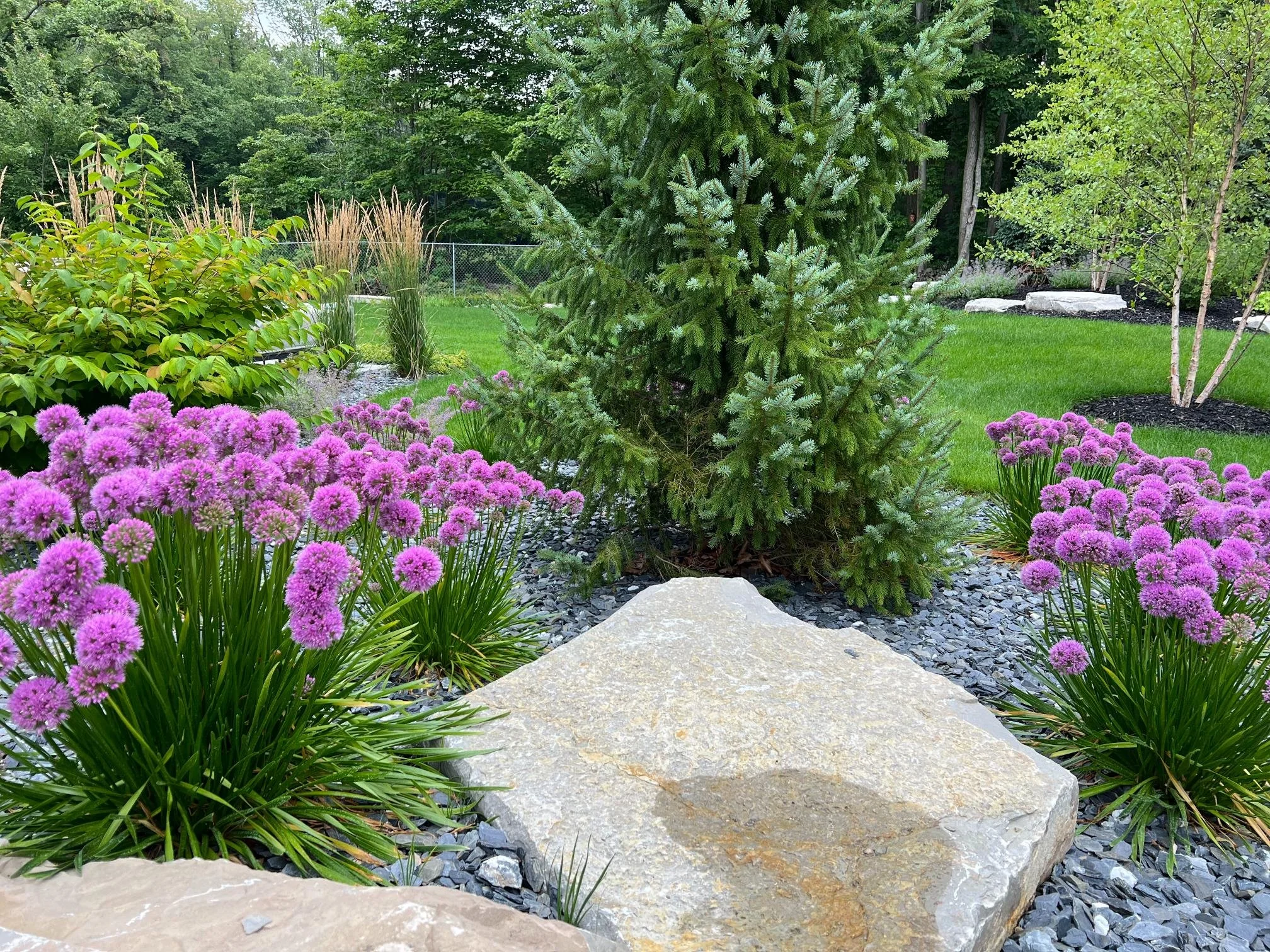 A well-maintained garden with pink allium flowers in the foreground, a small mountain ash tree on the right, ornamental grasses, and lush green trees in the background. There is a large rock in the middle of the garden, and a chain-link fence in the distance.