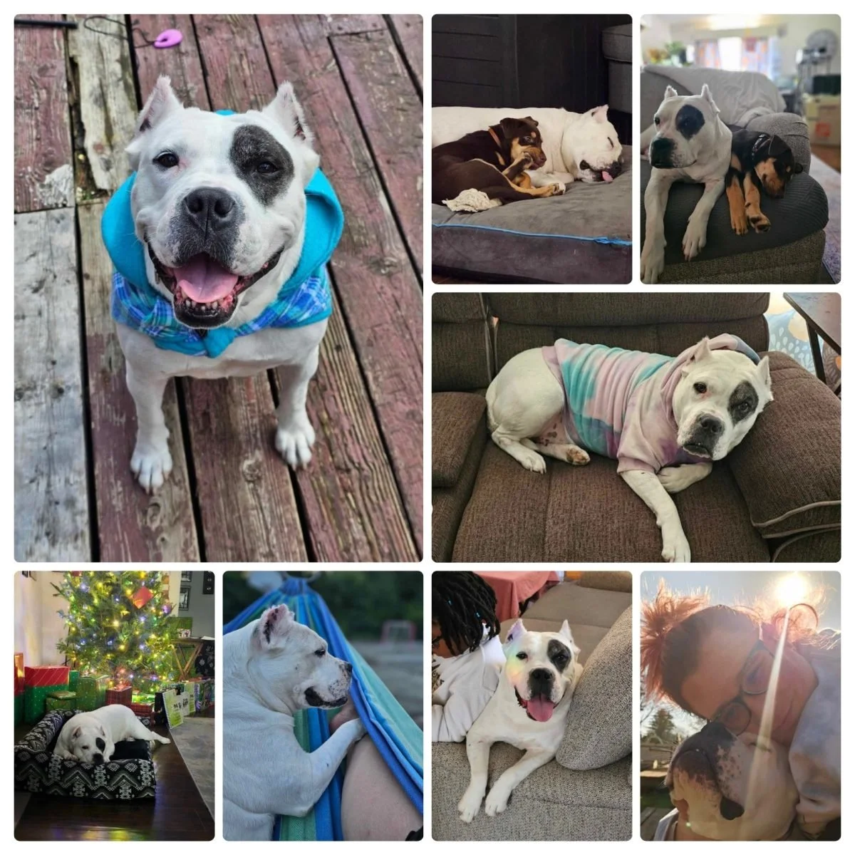 Marshmallow’s Happy Ending!
