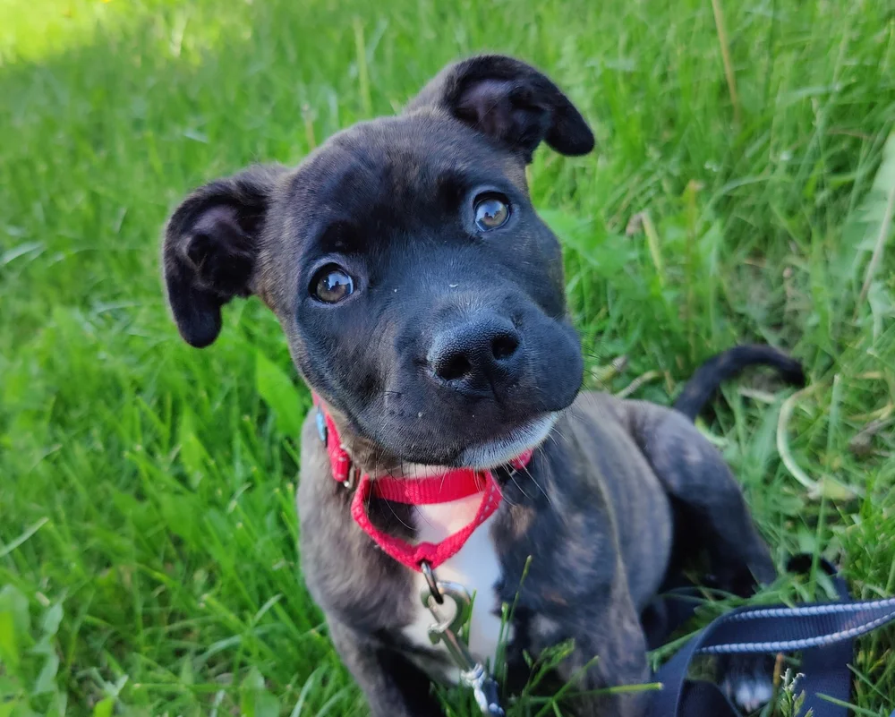 About 3 — Humane Society of Midland County