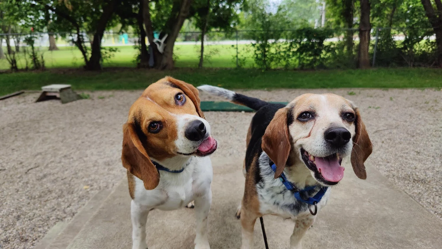 About 3 — Humane Society of Midland County
