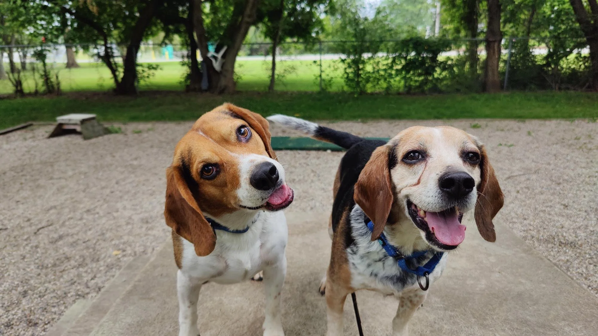 About 3 — Humane Society of Midland County