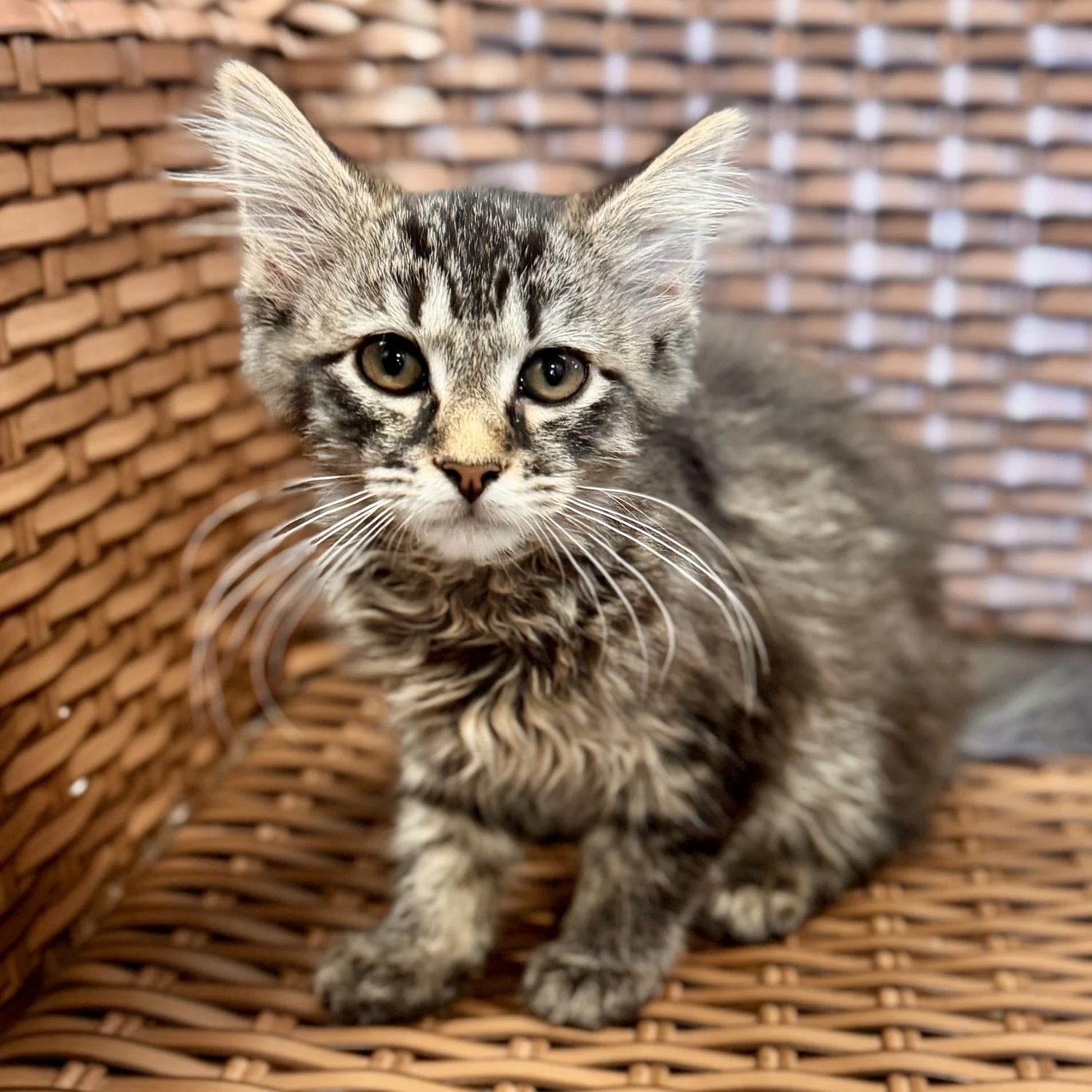 About 3 — Humane Society of Midland County