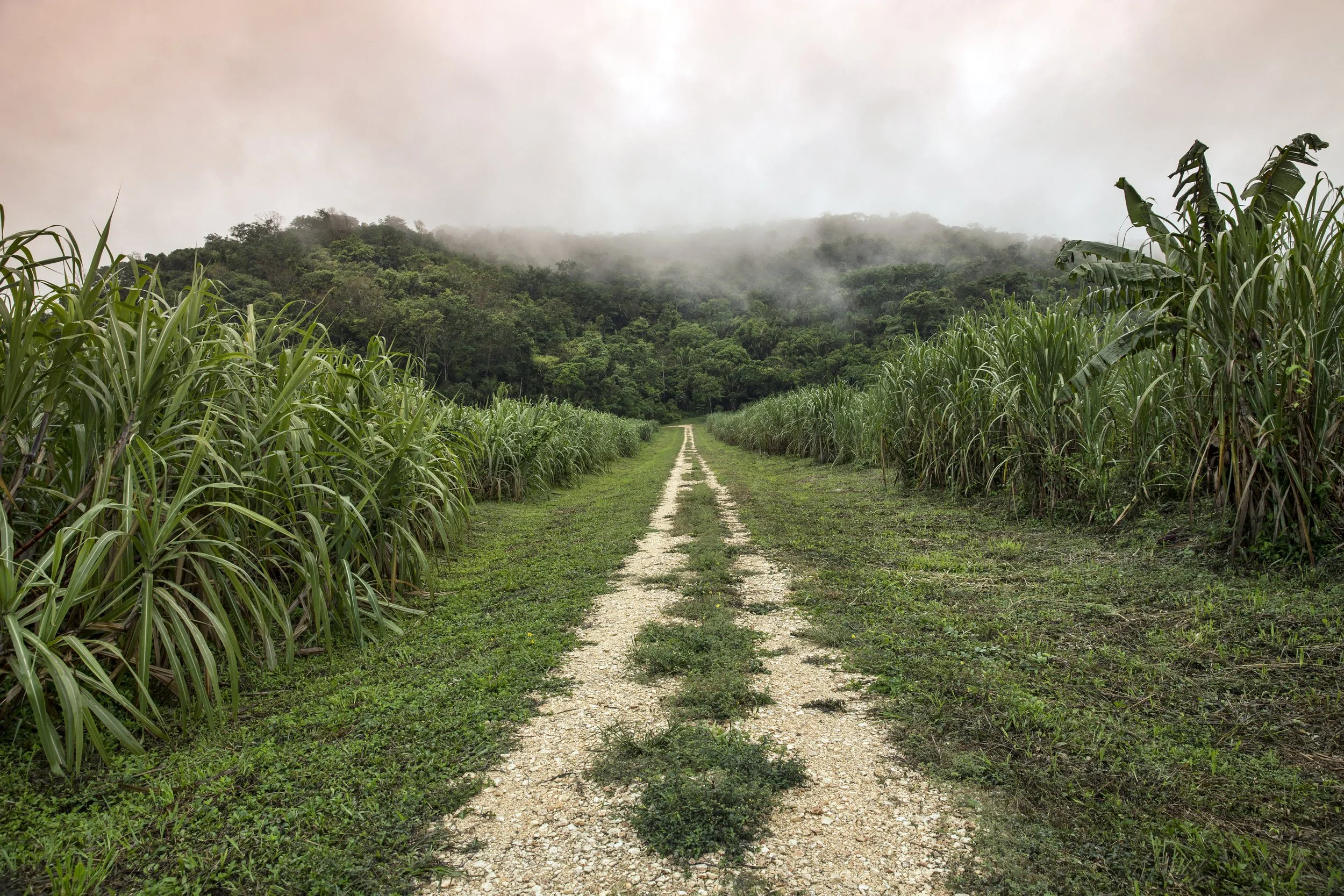 CTL - Sugar Cane.jpeg