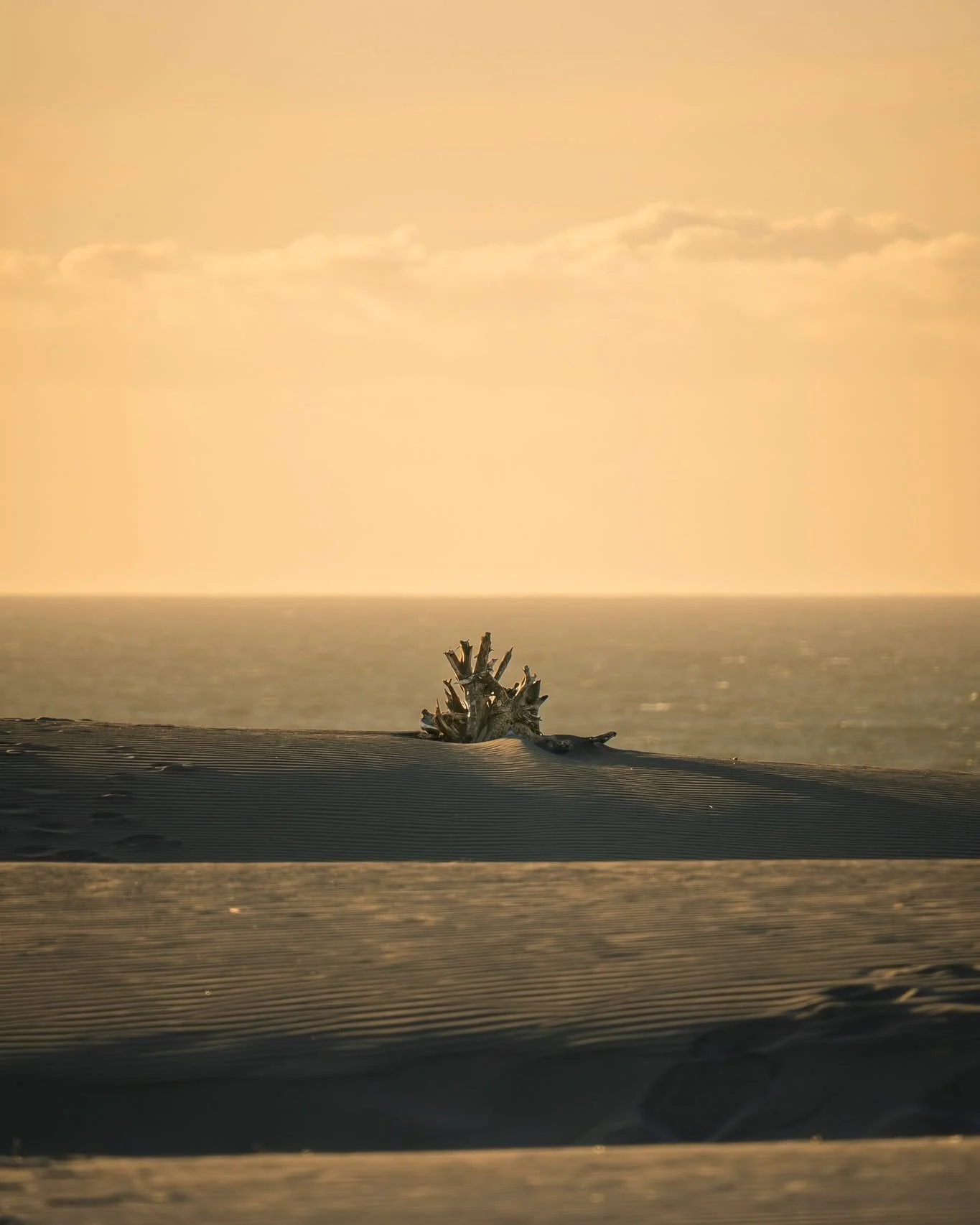 Whāriki Beach Collection
.
.
.
.
#WhararikiBeach #NewZealandPhotography #DriftwoodArt #CoastalLandscape #FineArtPrints #GoldenHourLight