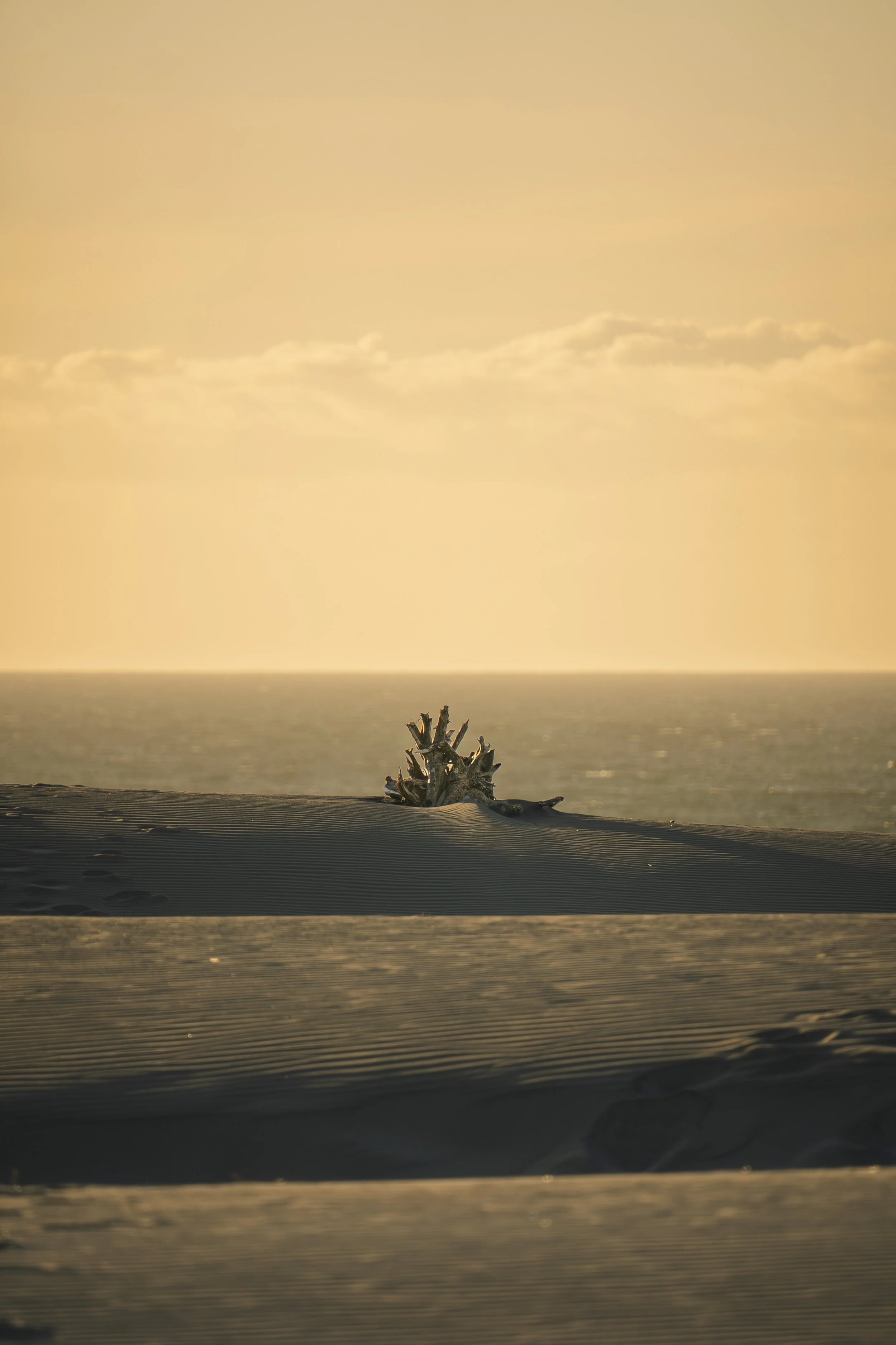 Driftwood Sunset (1 of 1).jpg