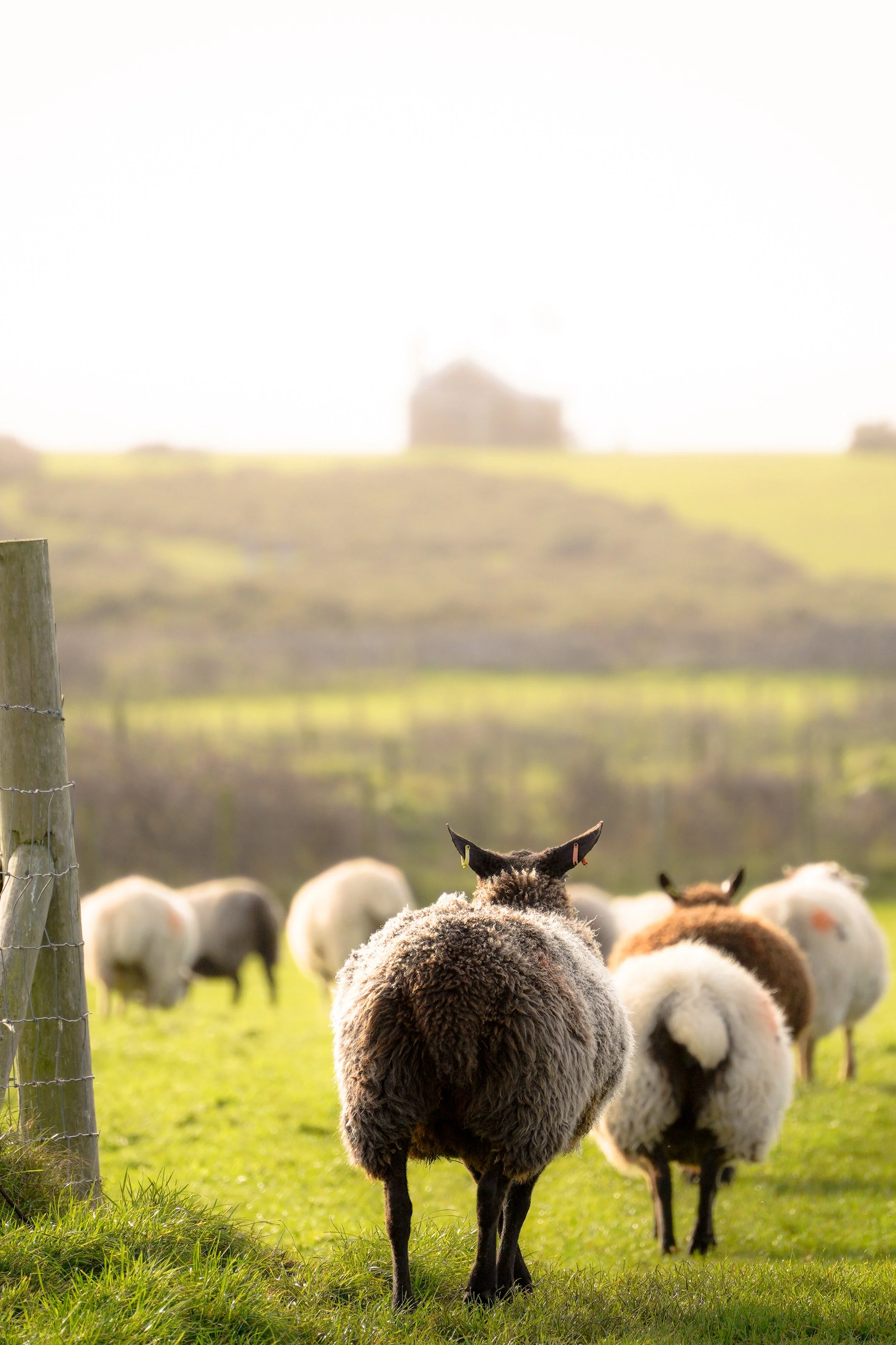 sheep_sRGB.jpg