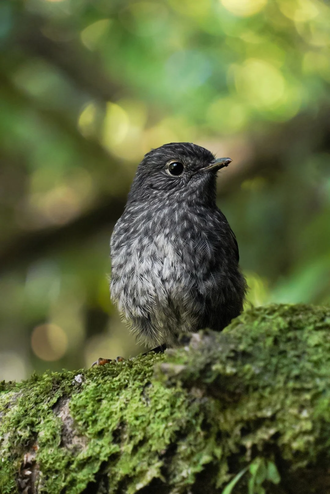 North Island Robin